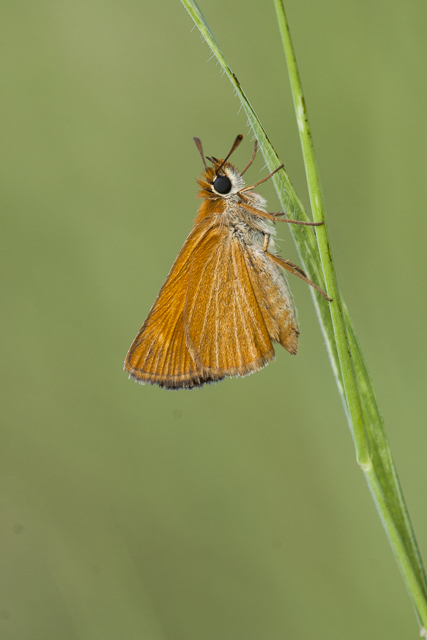 Lulworth skipper  - Thymelicus acteon