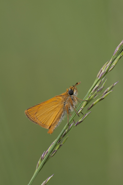 Lulworth skipper  - Thymelicus acteon