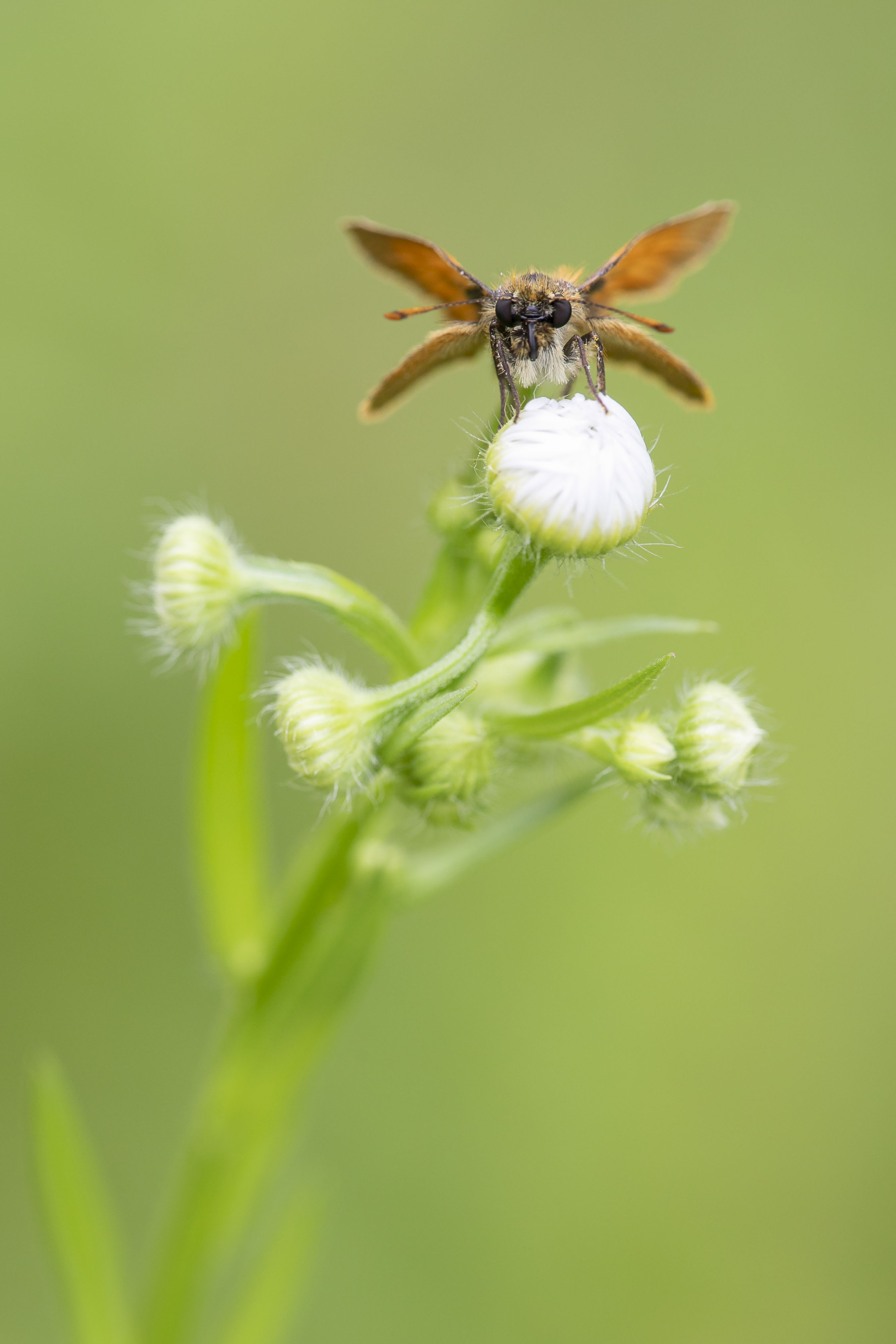 Geelsprietdikkopje  (Thymelicus sylvestris)