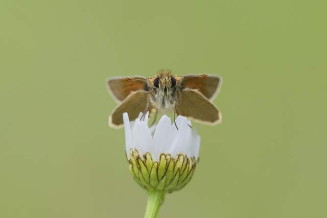 Geelsprietdikkopje  - Thymelicus sylvestris