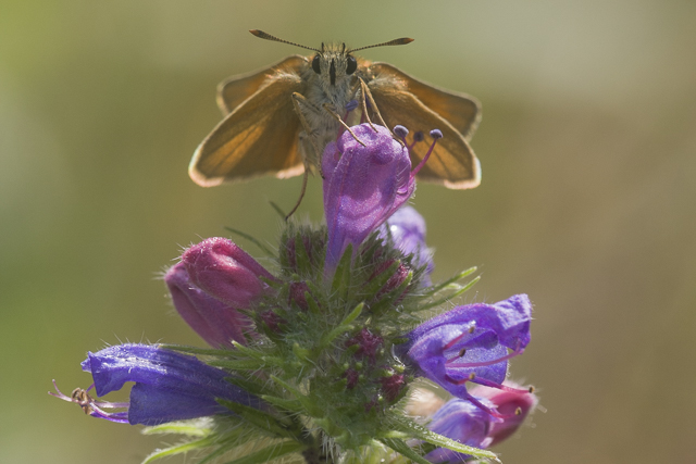 Geelsprietdikkopje  - Thymelicus sylvestris