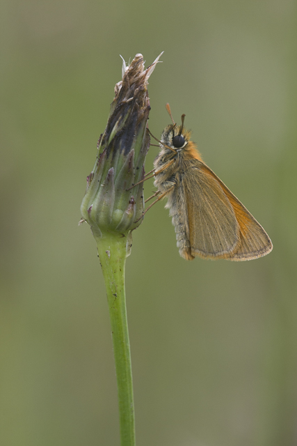 Geelsprietdikkopje  - Thymelicus sylvestris