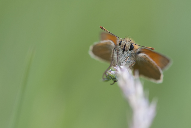 Geelsprietdikkopje  - Thymelicus sylvestris