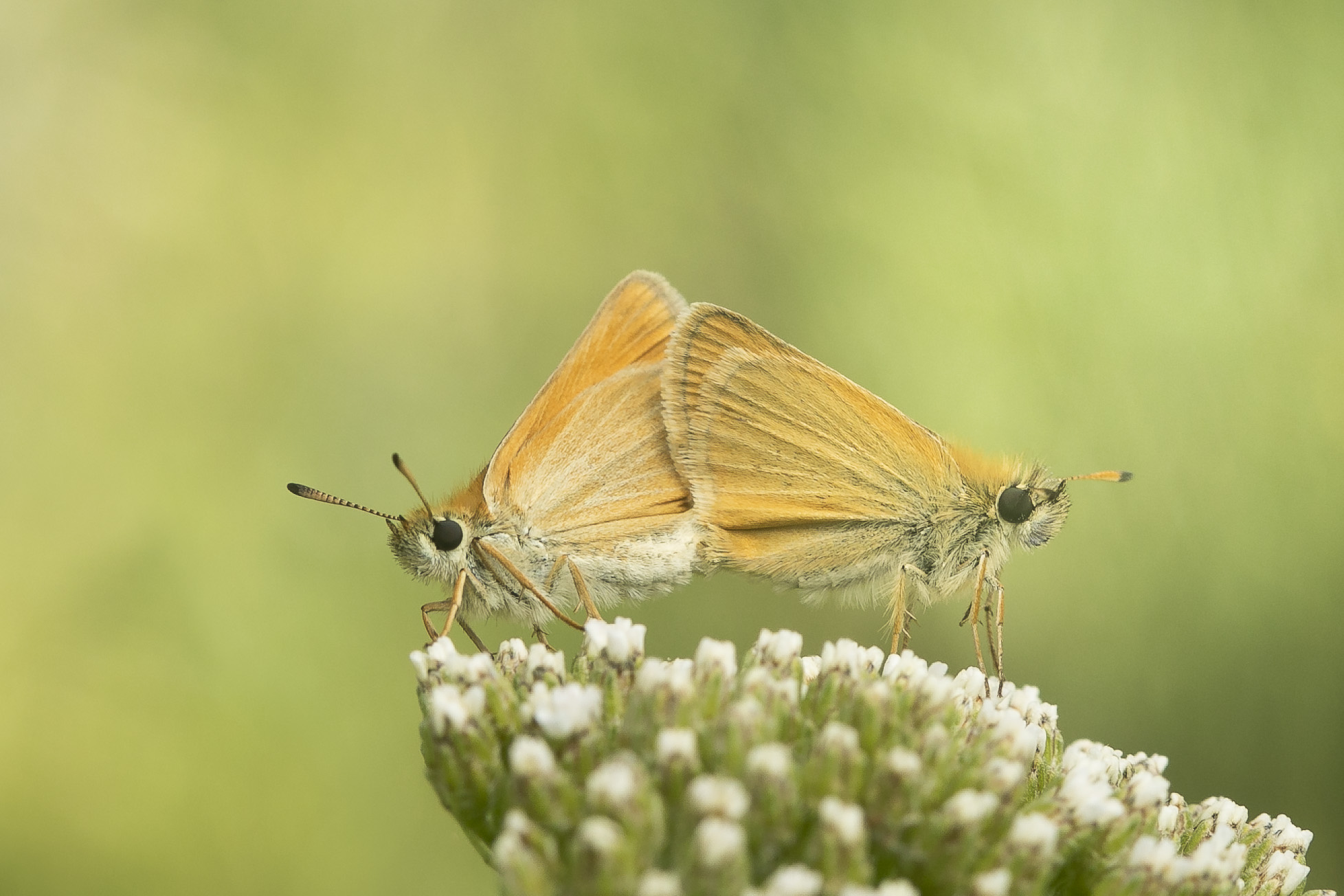 Essex skipper  (Thymelicus lineola)