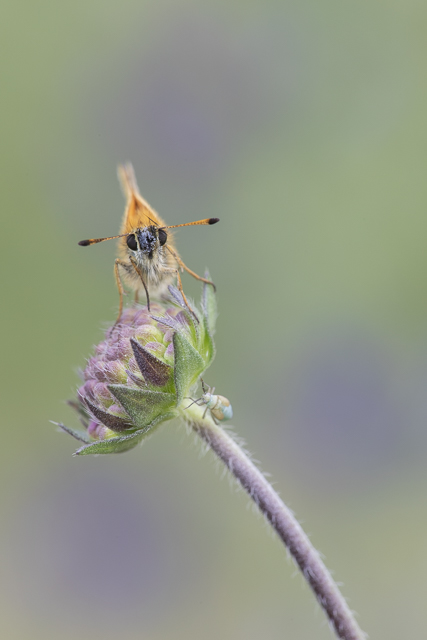 Essex skipper 