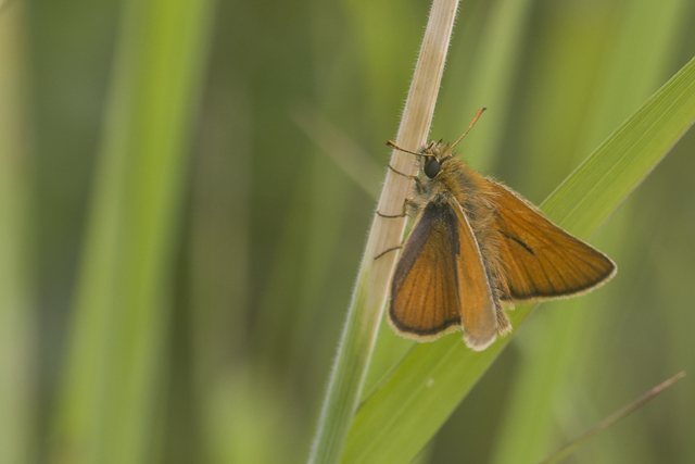 Essex skipper  - Thymelicus lineola