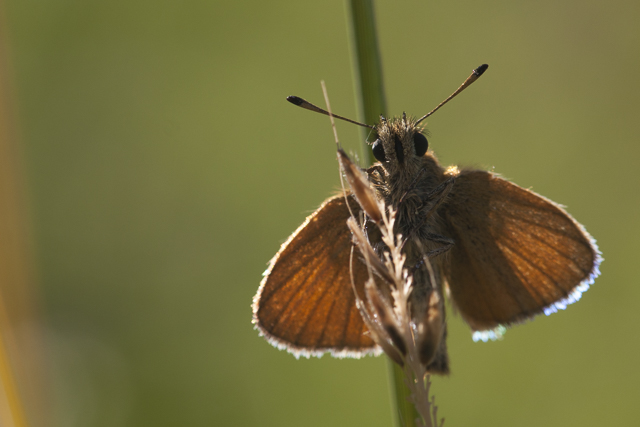 Zwartsprietdikkopje  - Thymelicus lineola