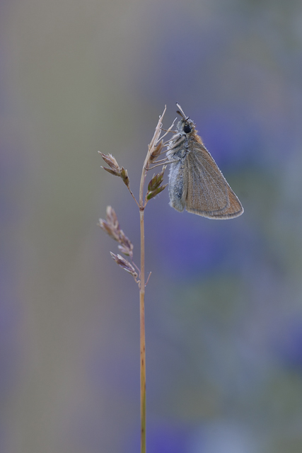 Zwartsprietdikkopje  - Thymelicus lineola