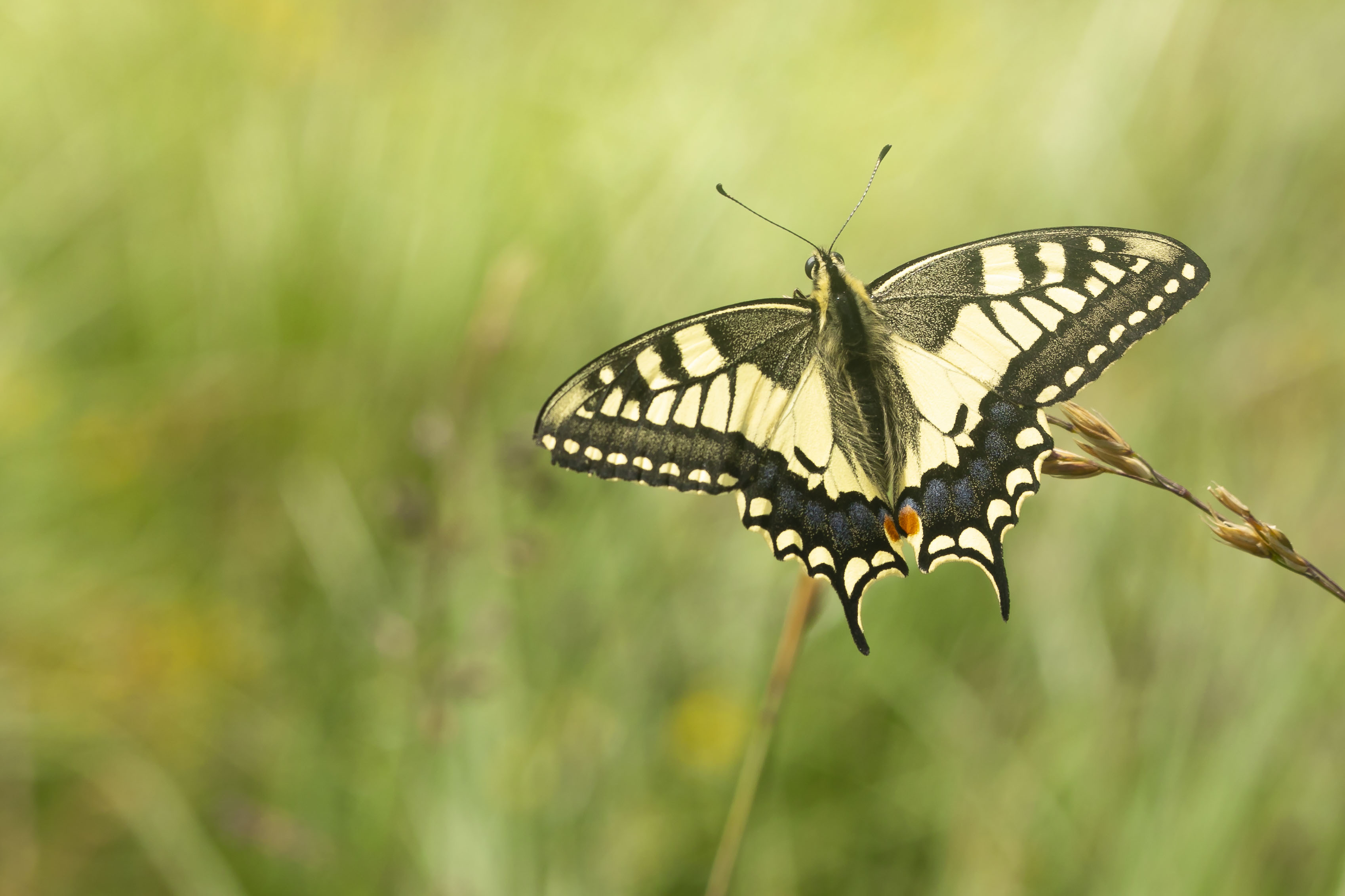 Koninginnepage  - Papilio machaon