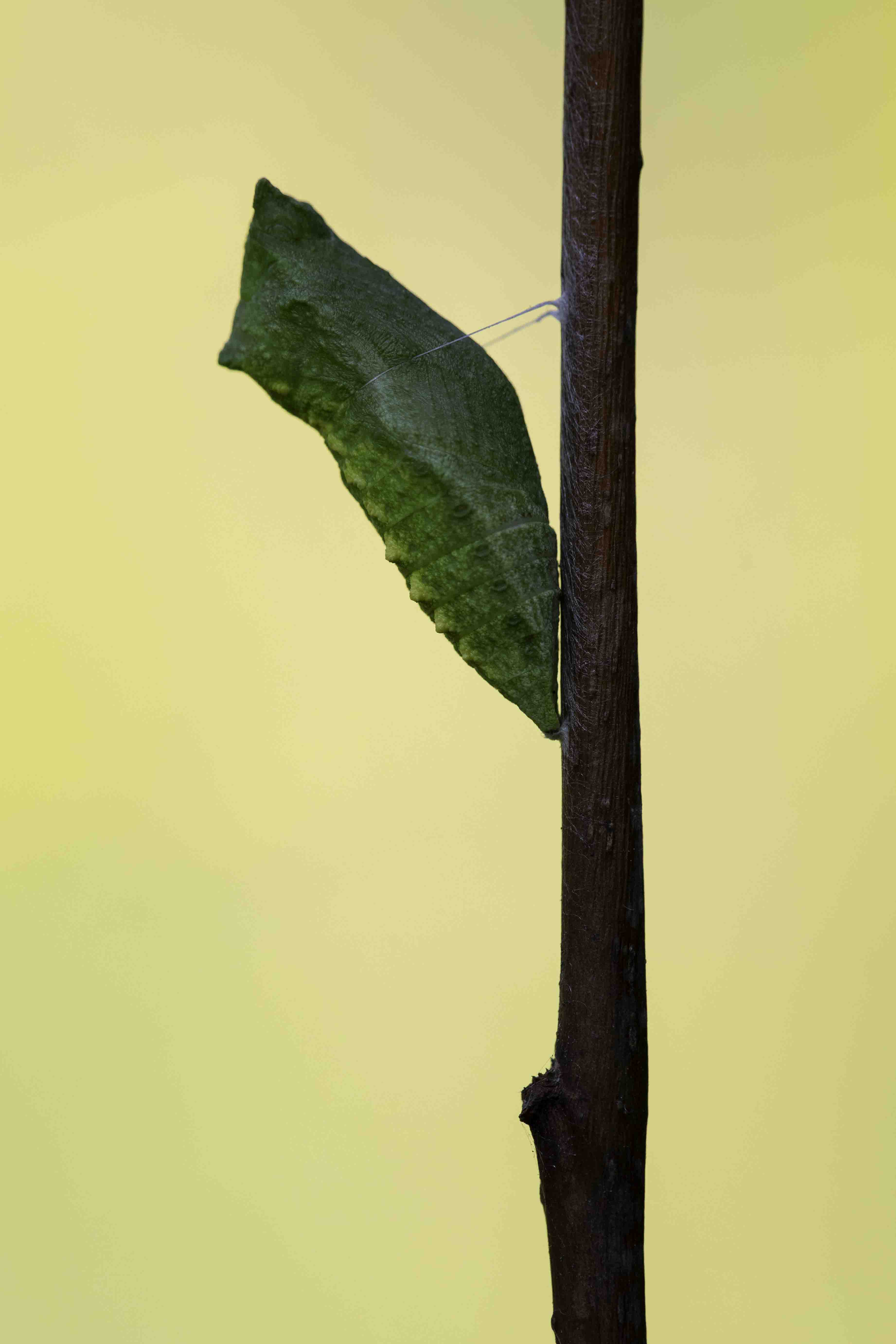 Koninginnepage  (Papilio machaon)