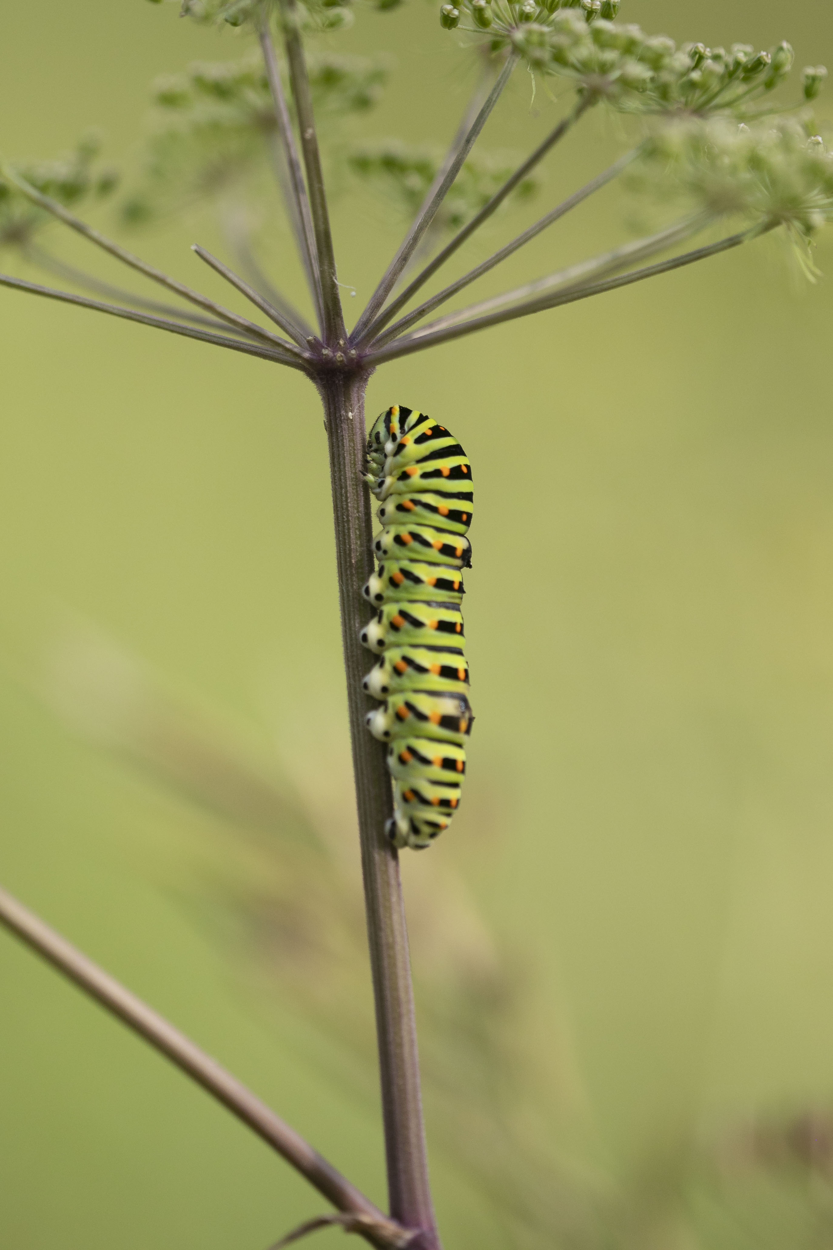 Swallowtail  - Papilio machaon