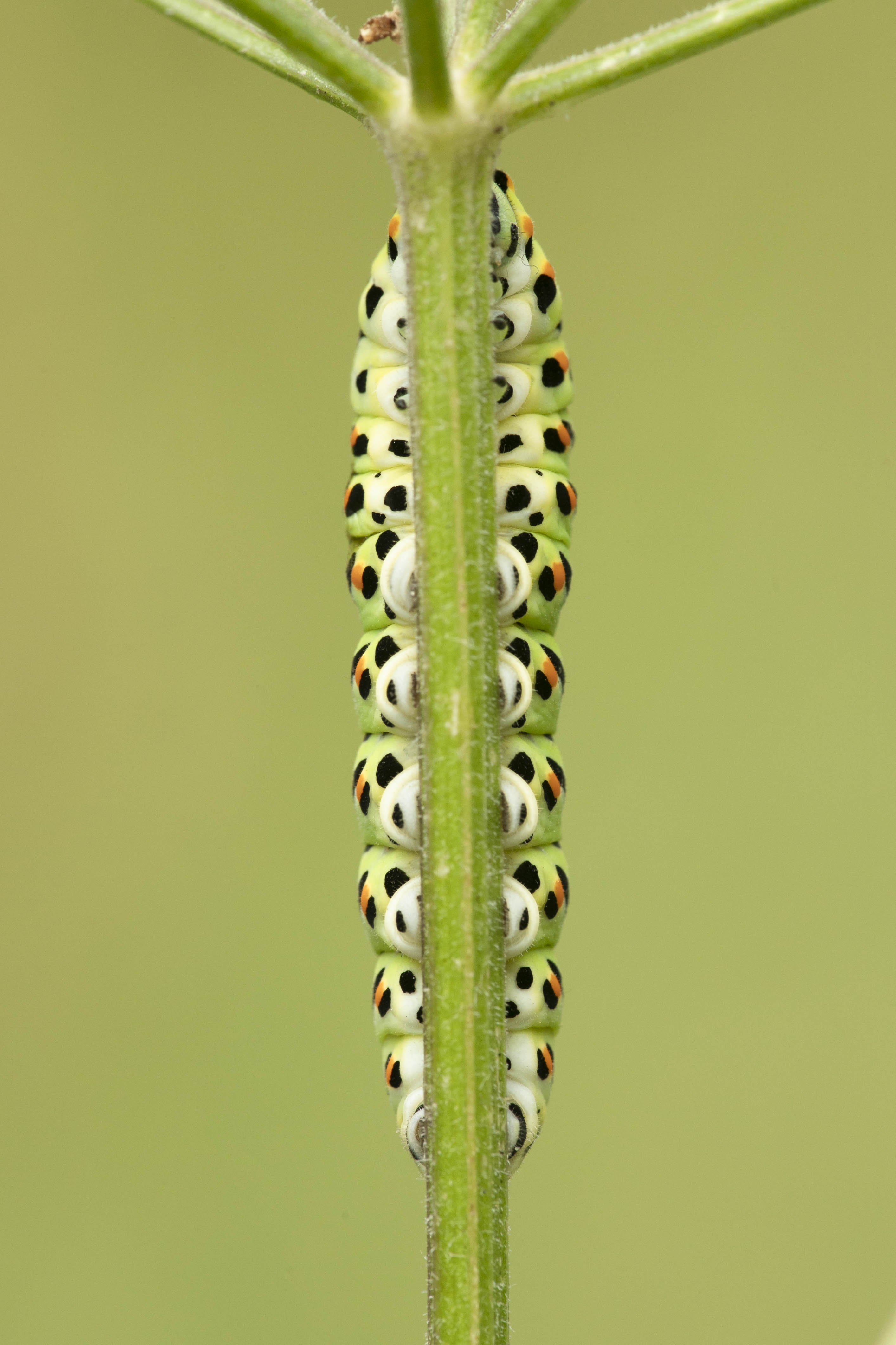 Koninginnepage  - Papilio machaon