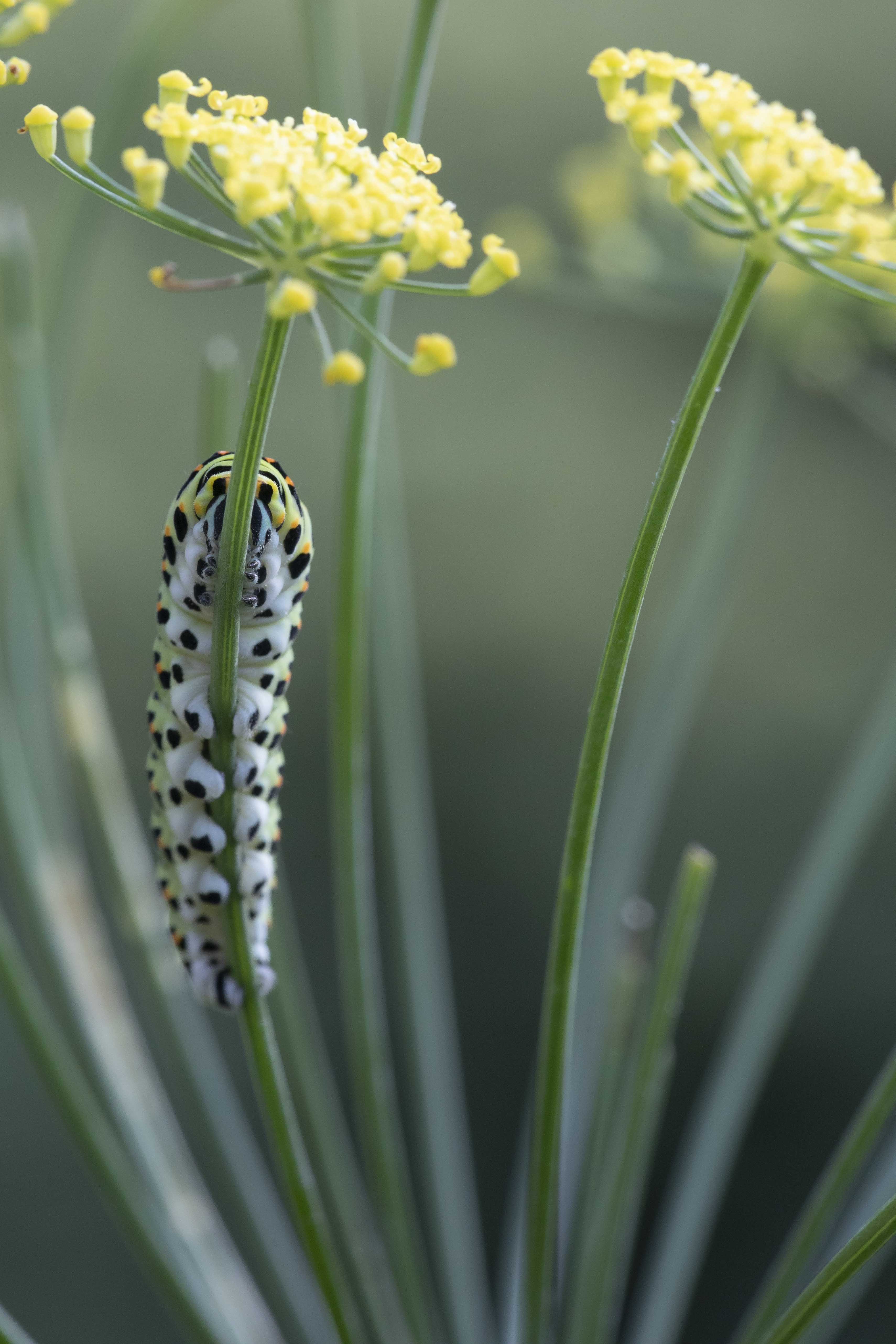 Swallowtail  - Papilio machaon