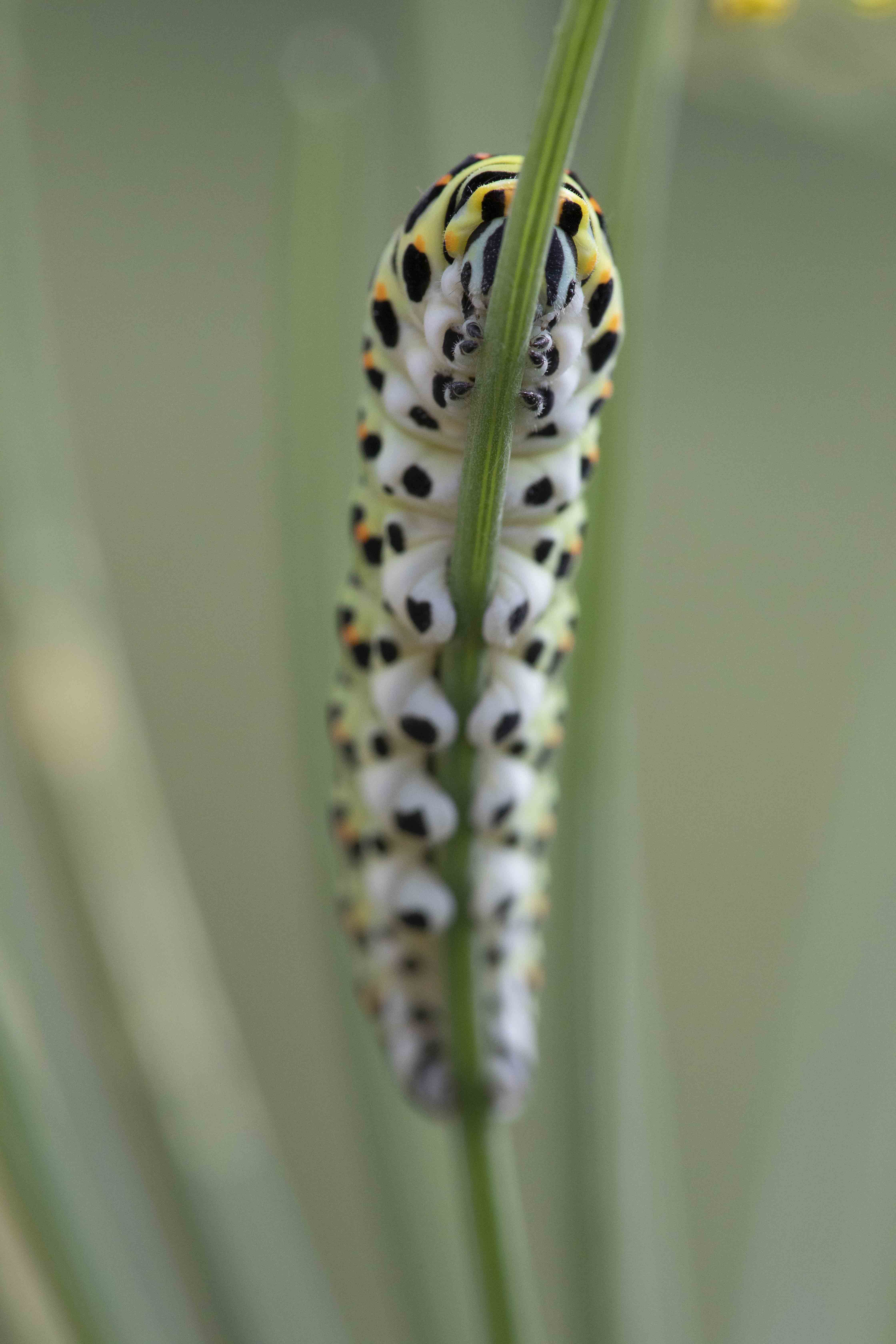 Koninginnepage  - Papilio machaon