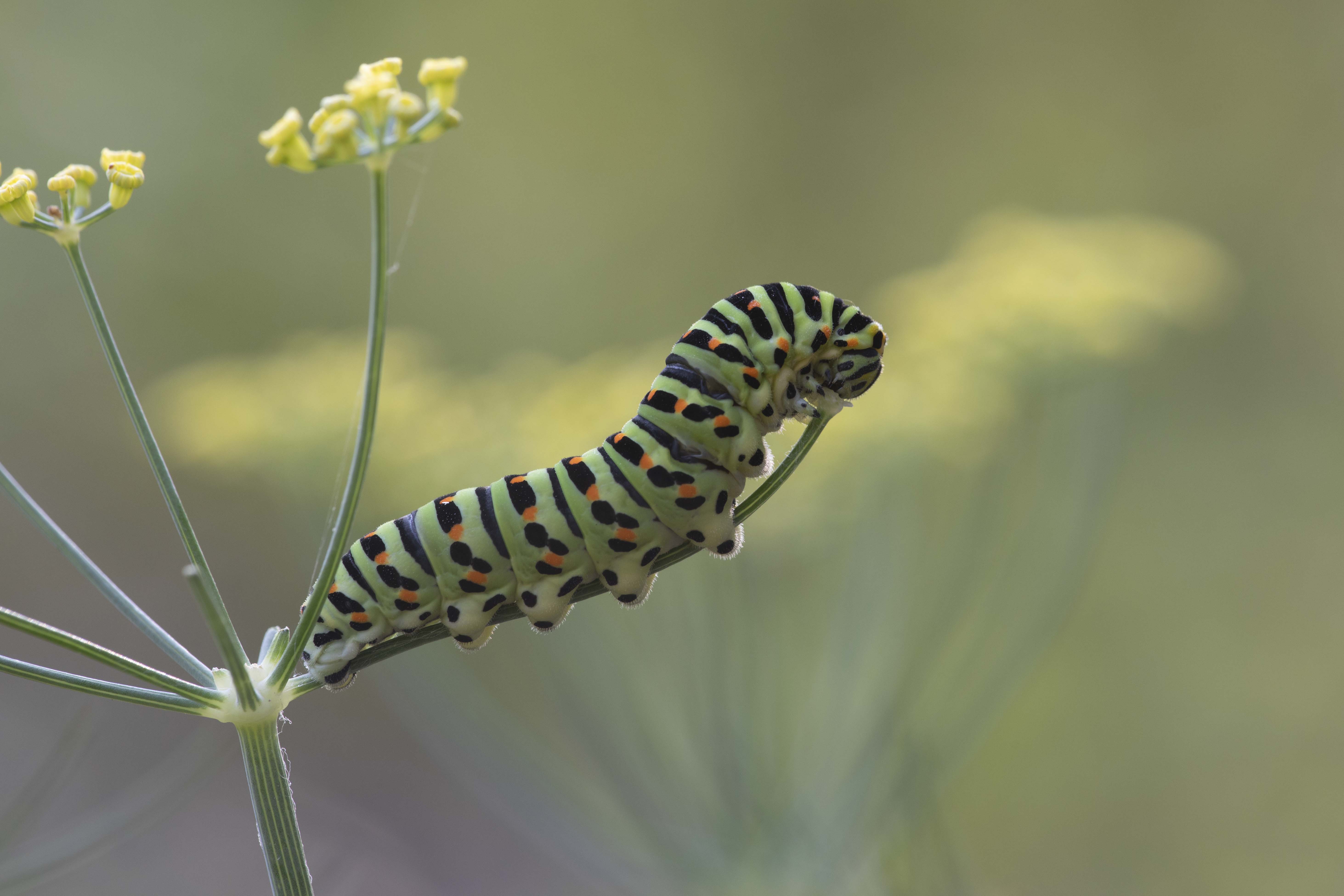 Koninginnepage  - Papilio machaon