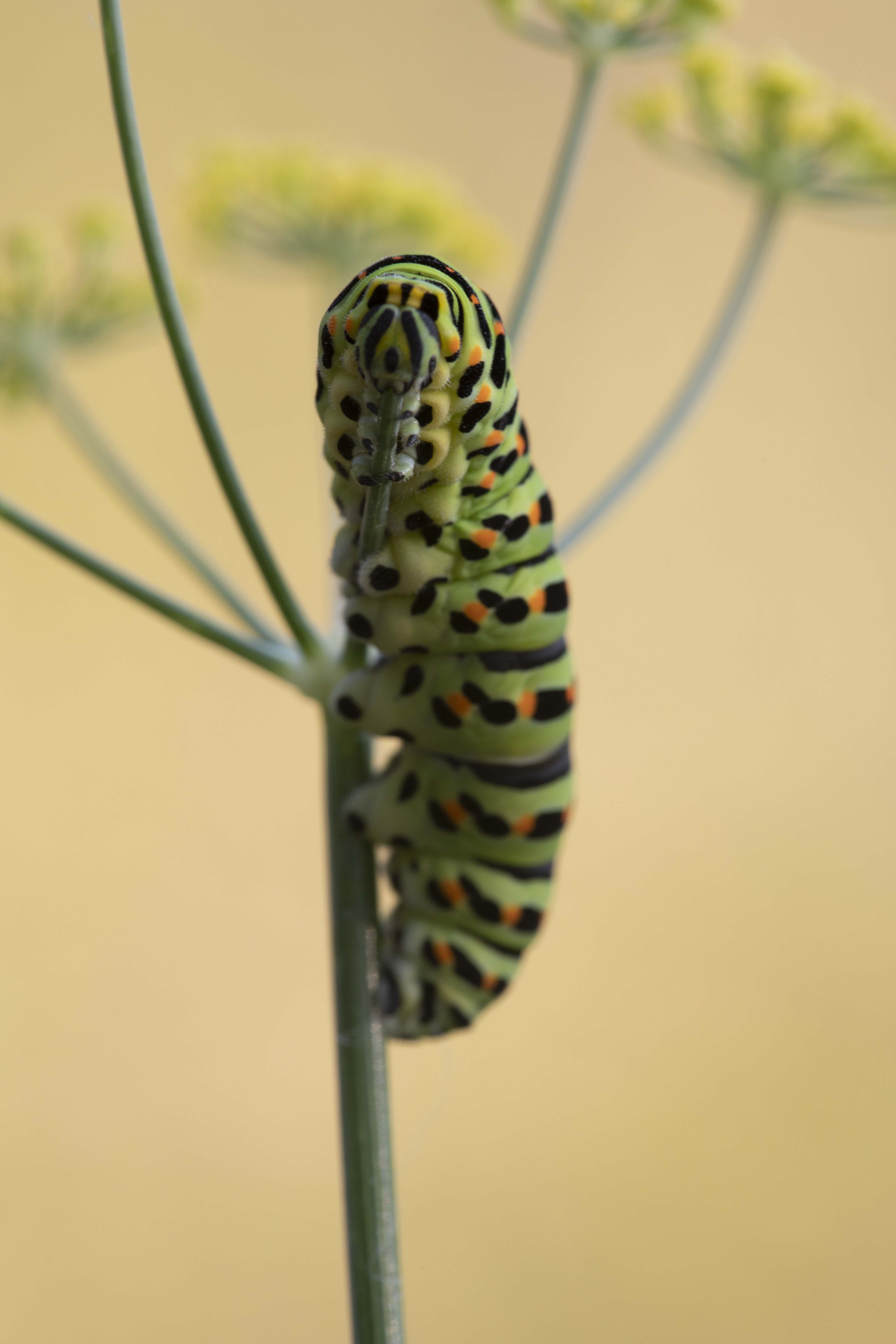 Koninginnepage  (Papilio machaon)