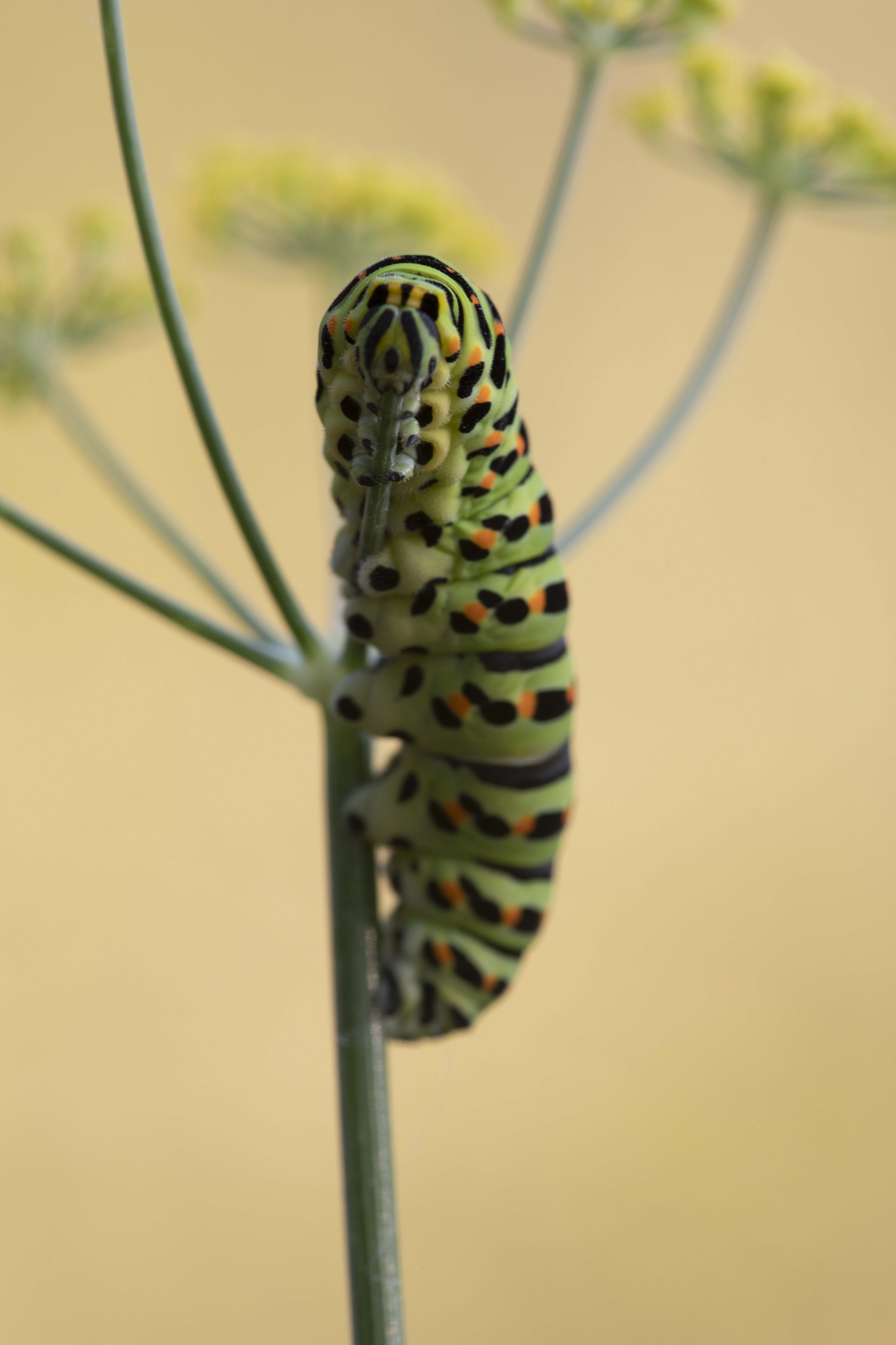 Koninginnepage  - Papilio machaon