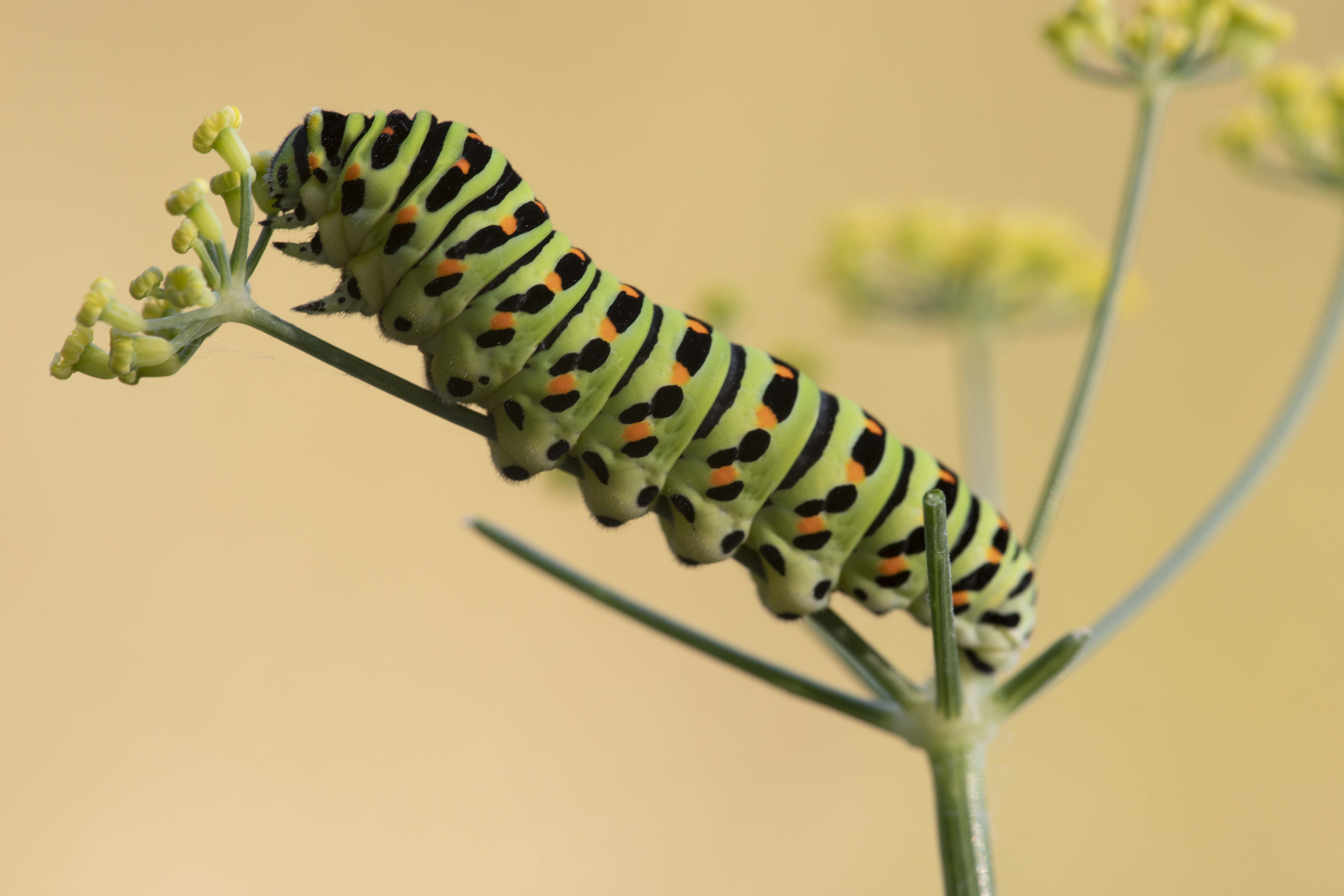 Koninginnepage  - Papilio machaon