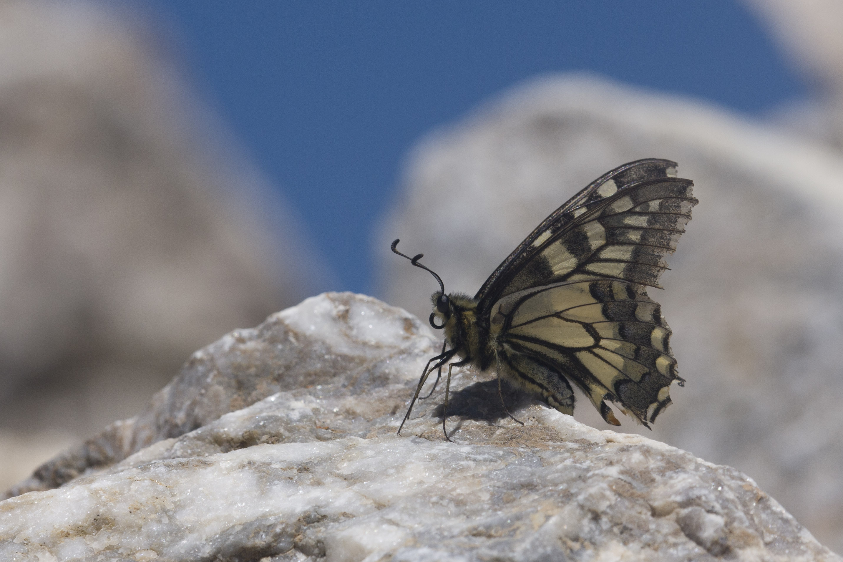 Swallowtail  - Papilio machaon