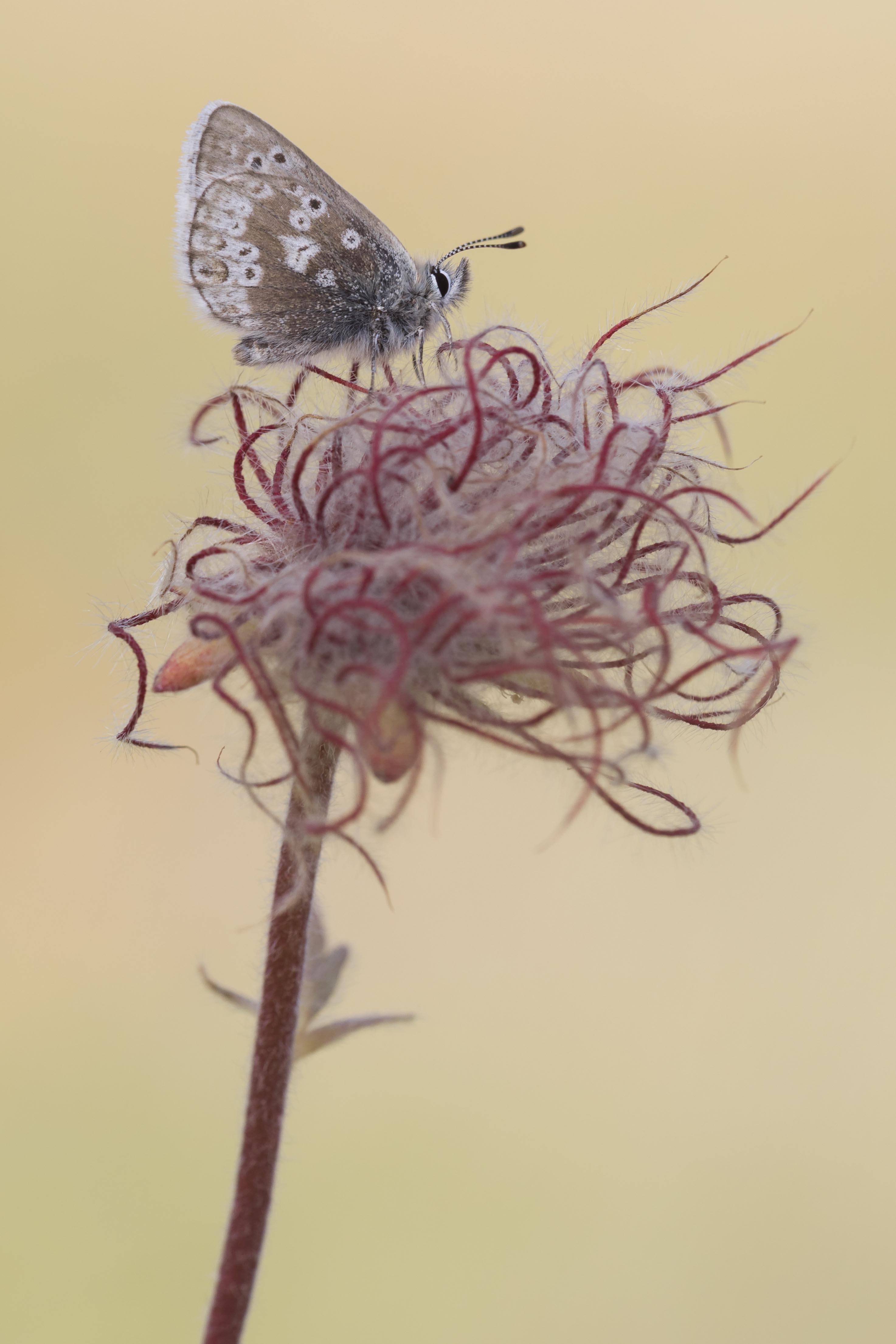 Noordelijk Mansschildblauwtje 