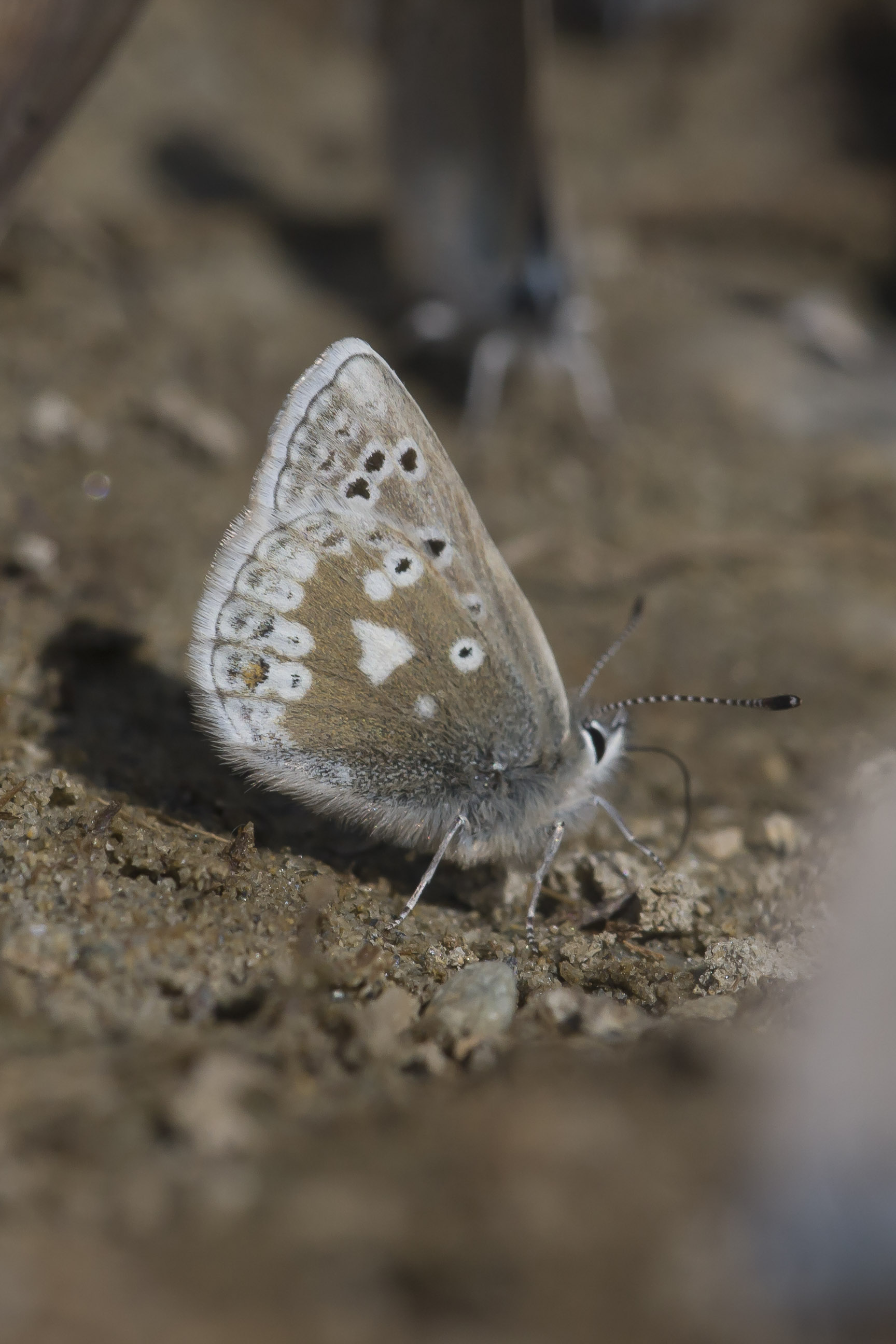 Noordelijk Mansschildblauwtje  - Agriades glandon