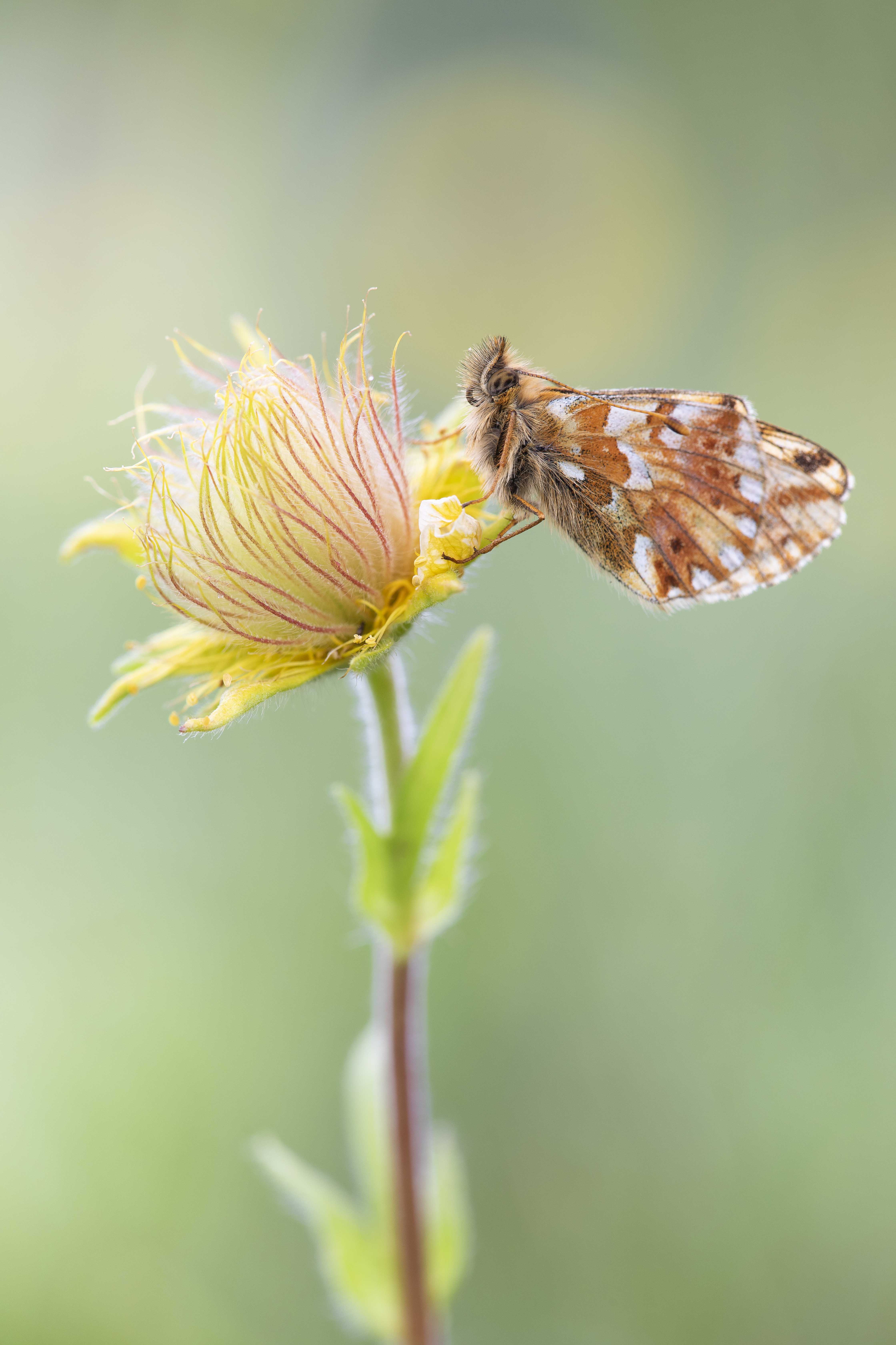 Mountain fritillary  - Boloria napaea