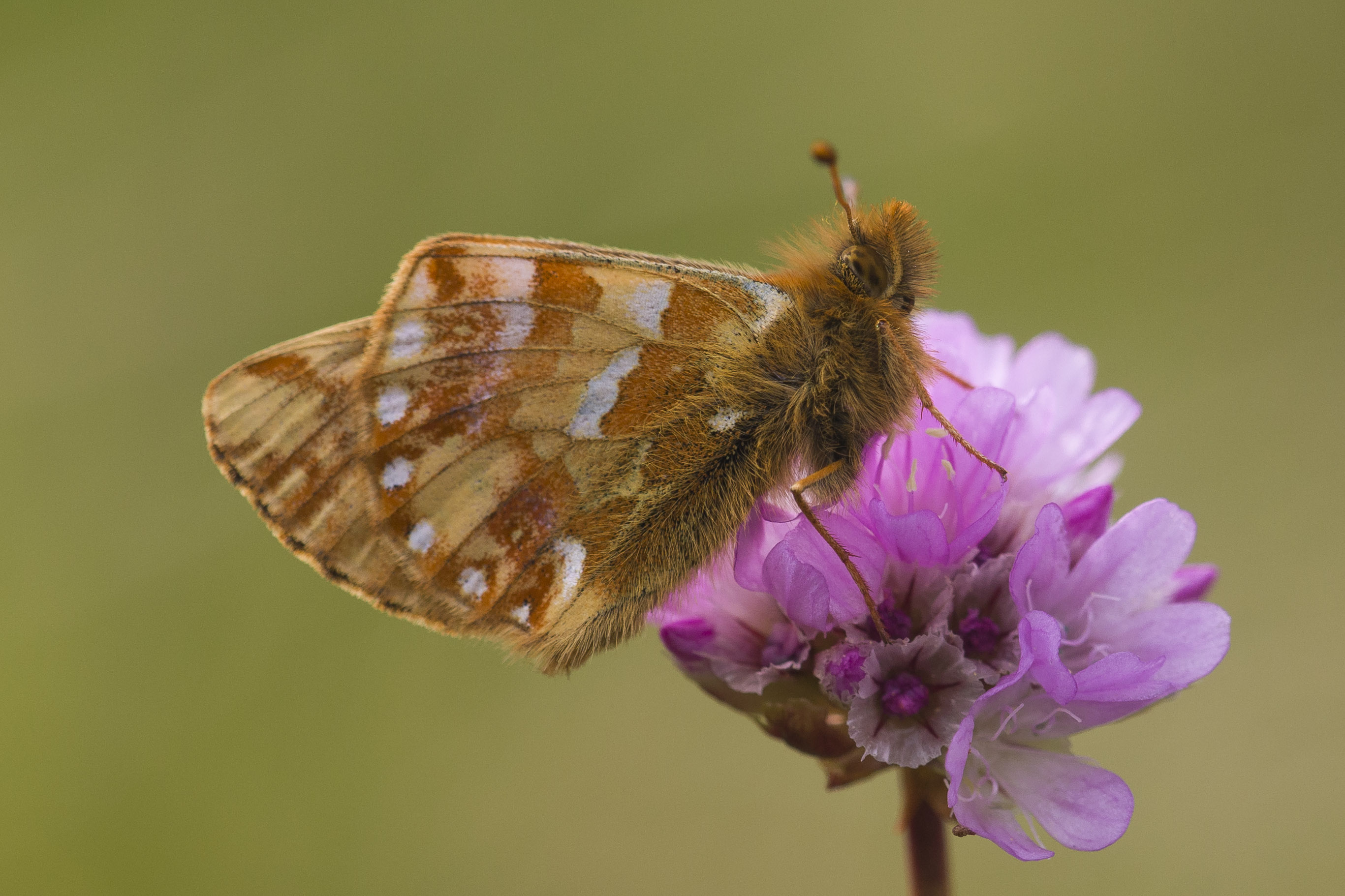 Bergparelmoervlinder  - Boloria napaea