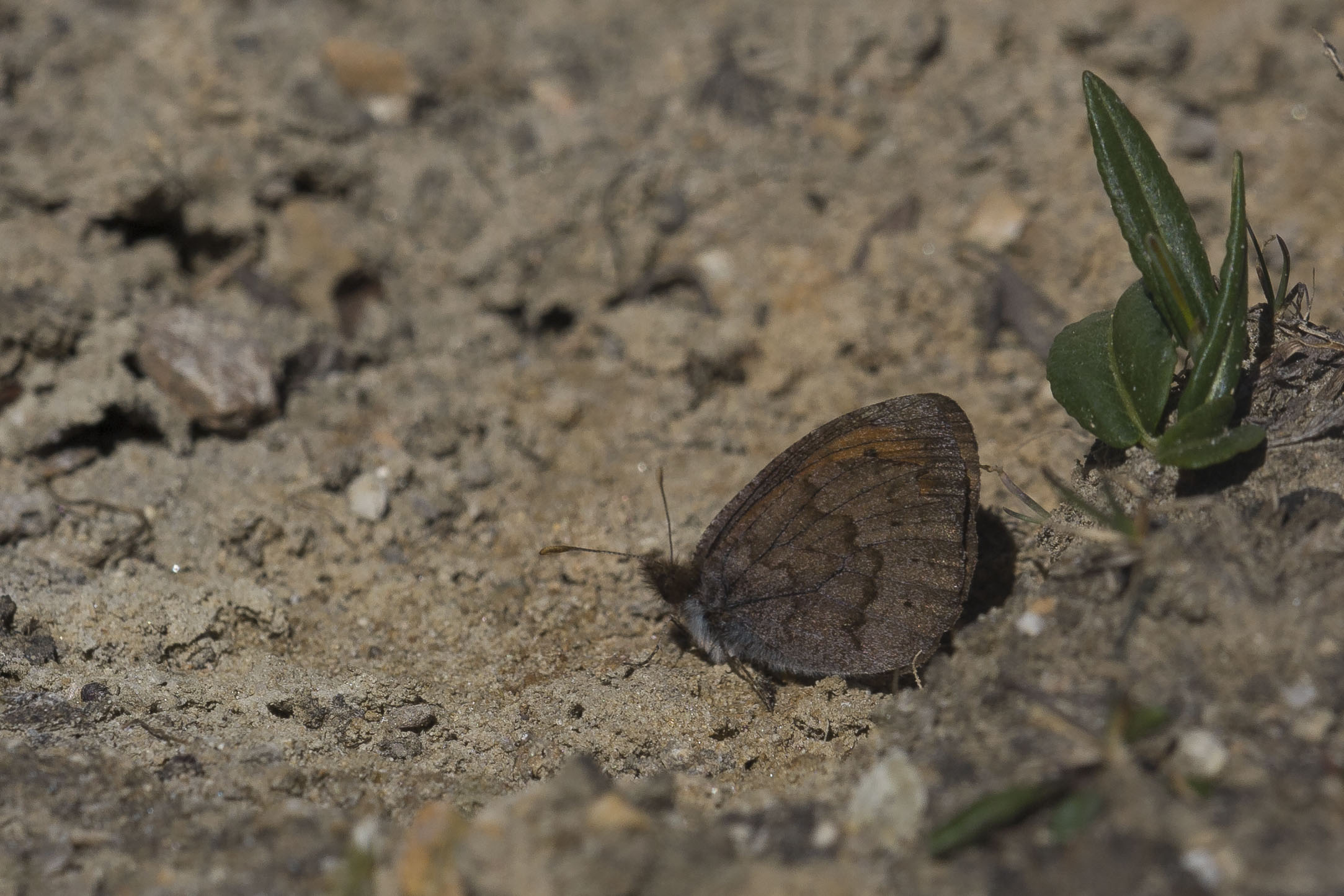 Gewone Dauwerebia  - Erebia pandrose