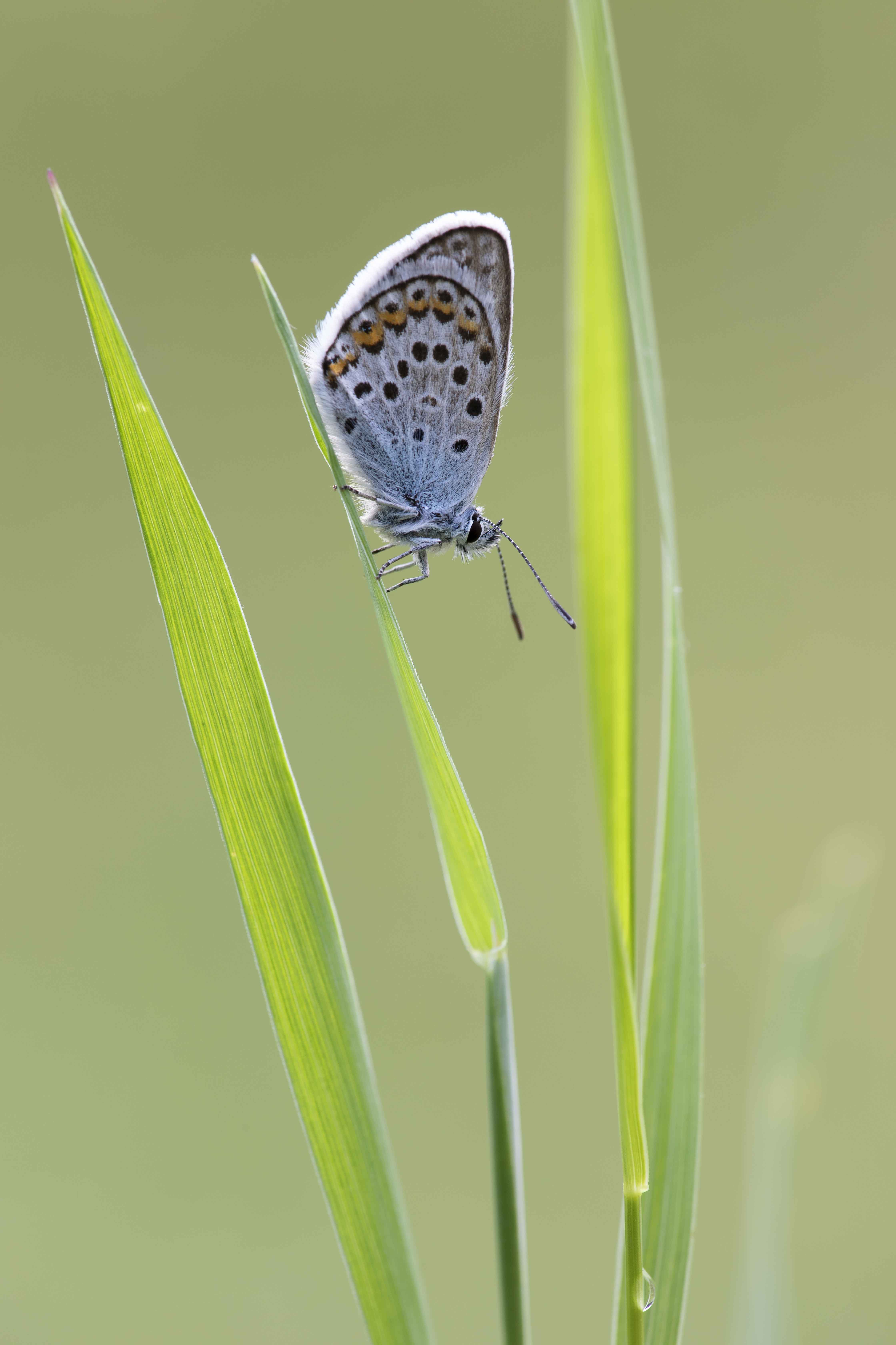 Vals Heideblauwtje  - Plebejus idas 