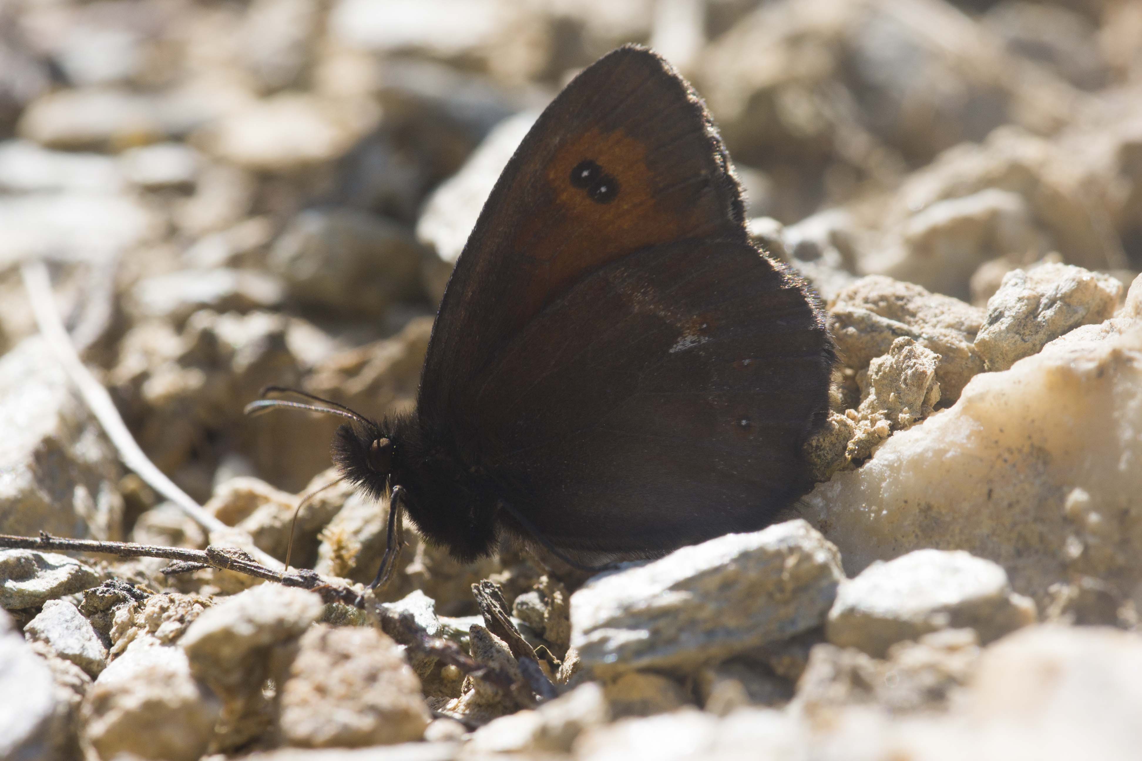 Grote Erebia  - Erebia euryale