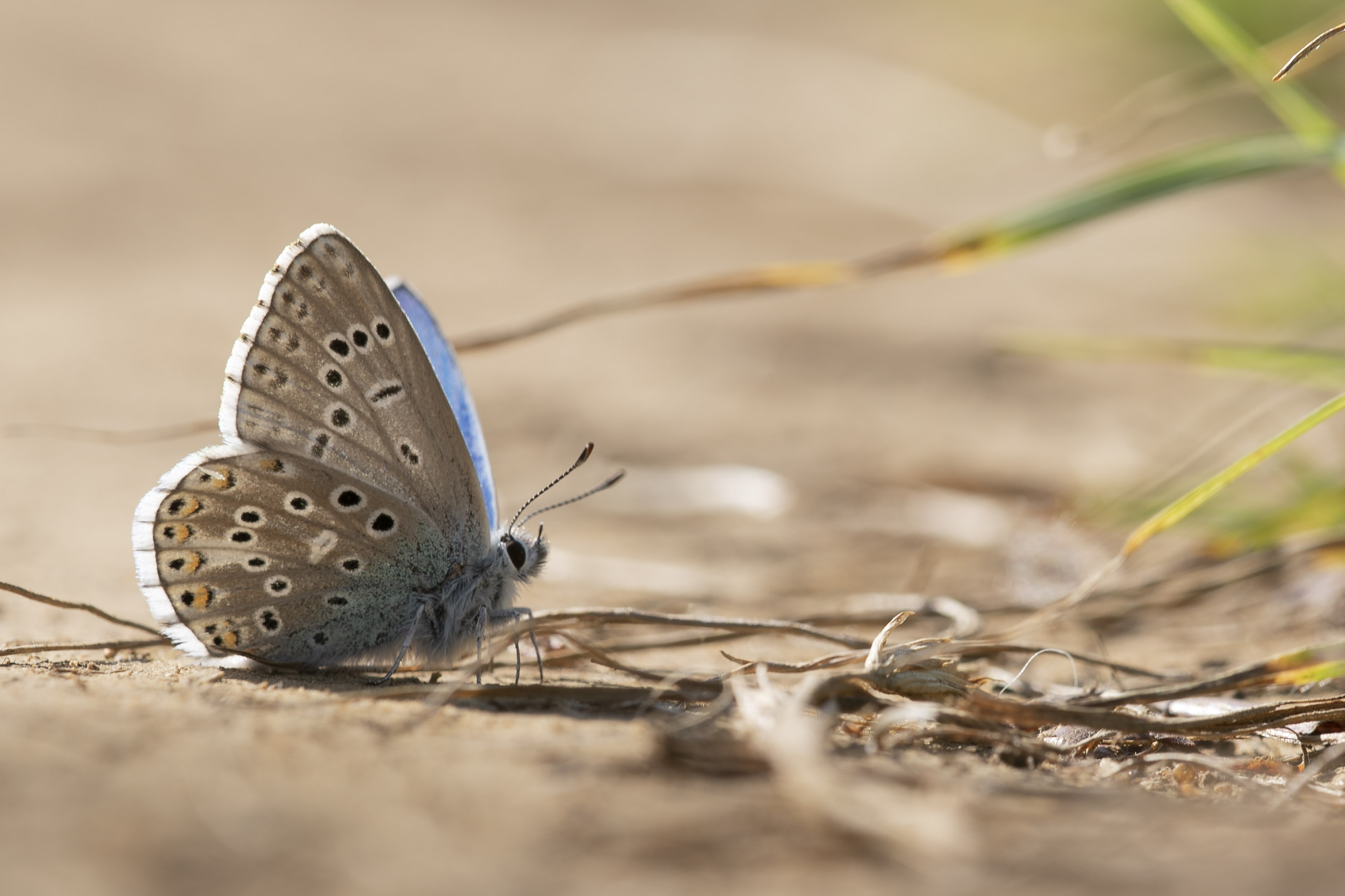 Adonisblauwtje  - Lysandra bellargus