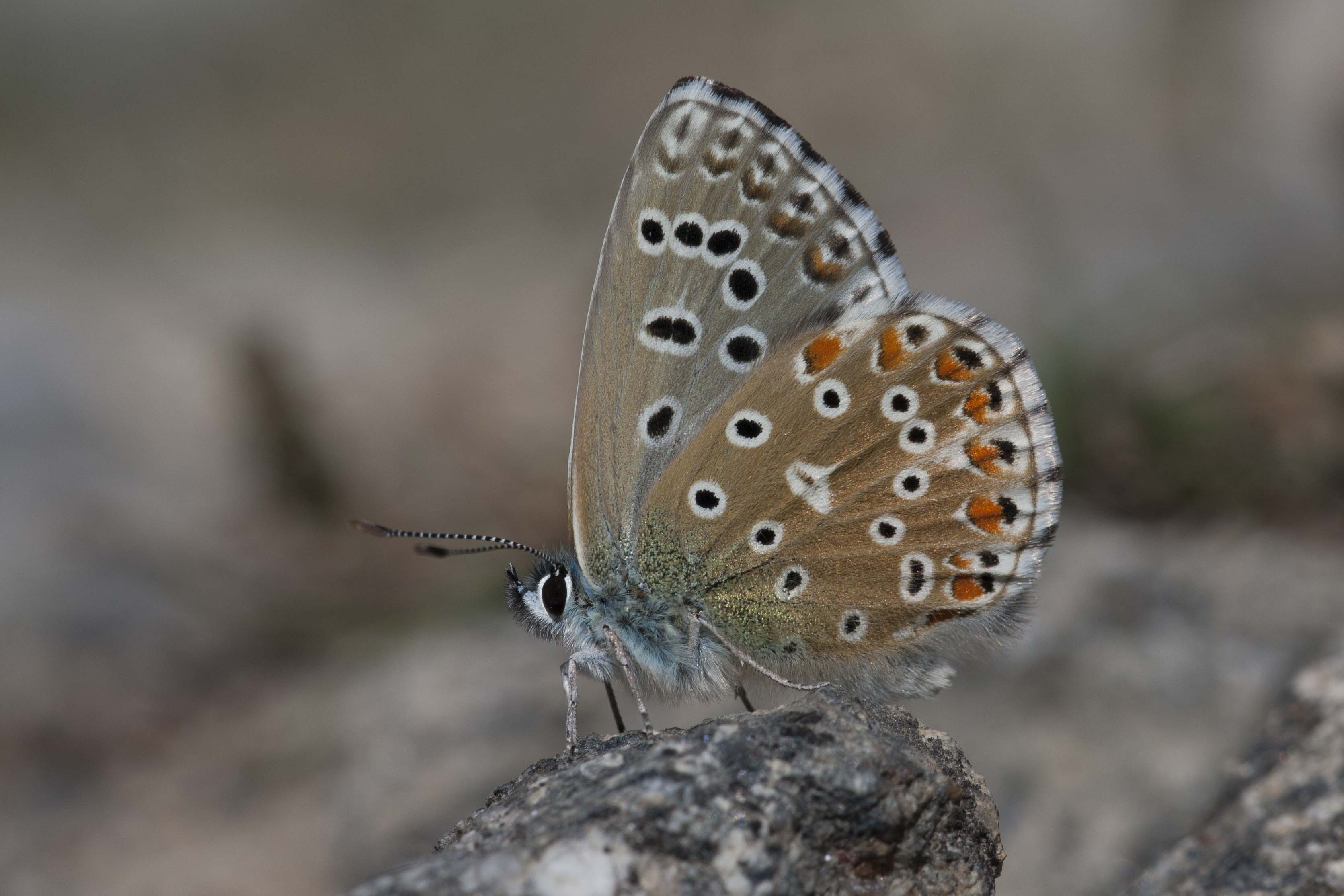 Adonisblauwtje  - Lysandra bellargus