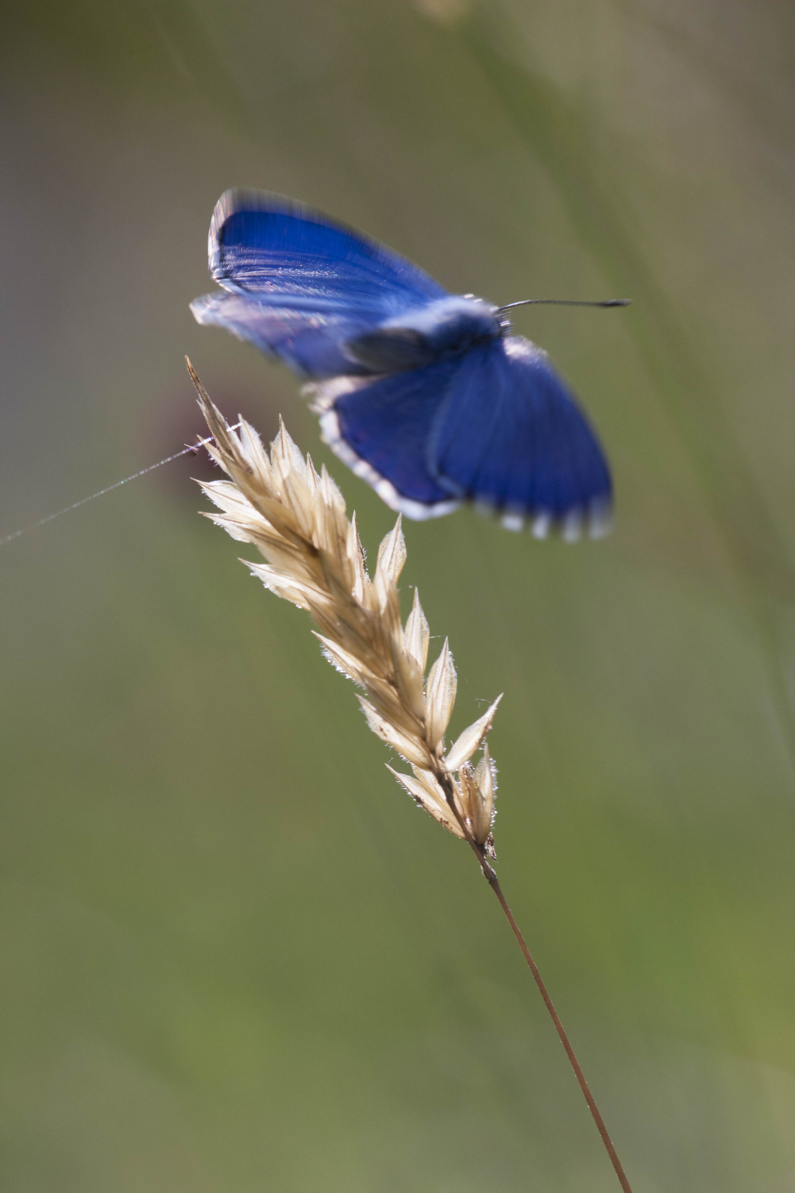 Adonisblauwtje  - Lysandra bellargus