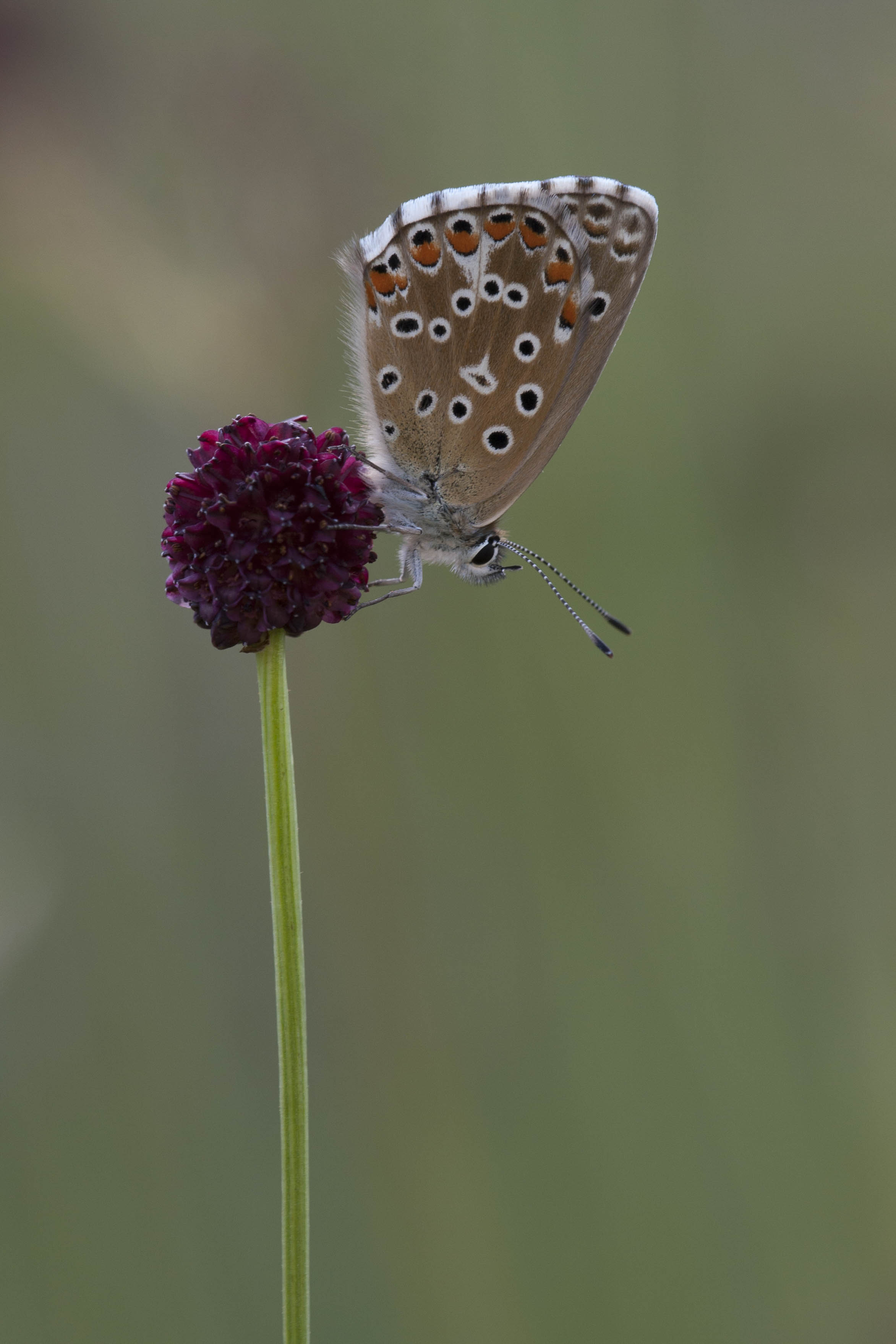 Adonisblauwtje  - Lysandra bellargus