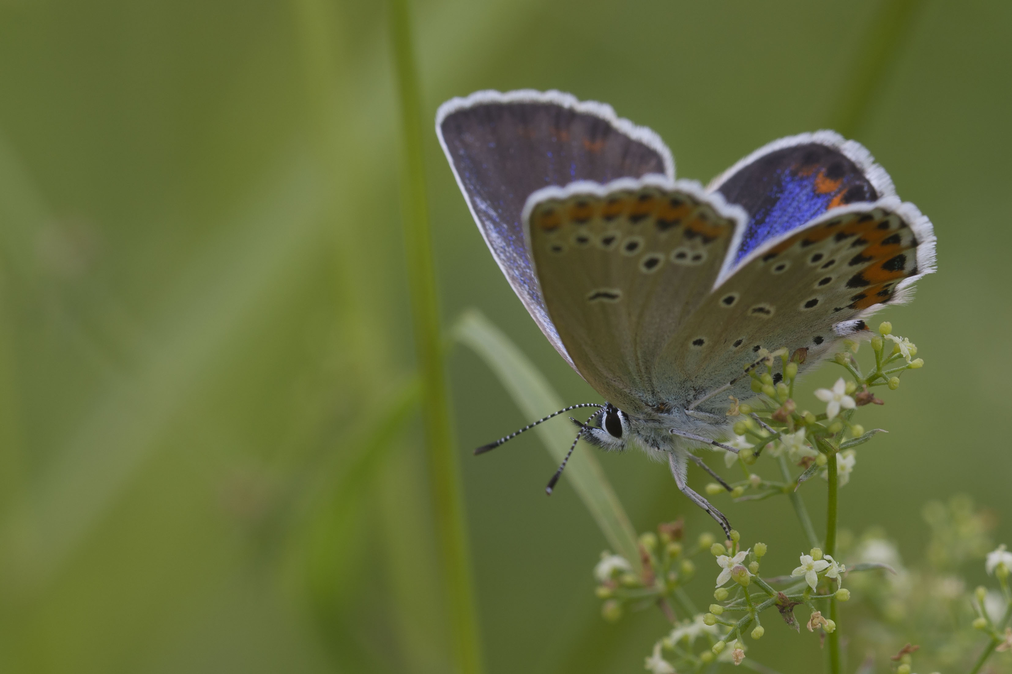 Kroonkruidblauwtje  - Plebejus argyrognomon