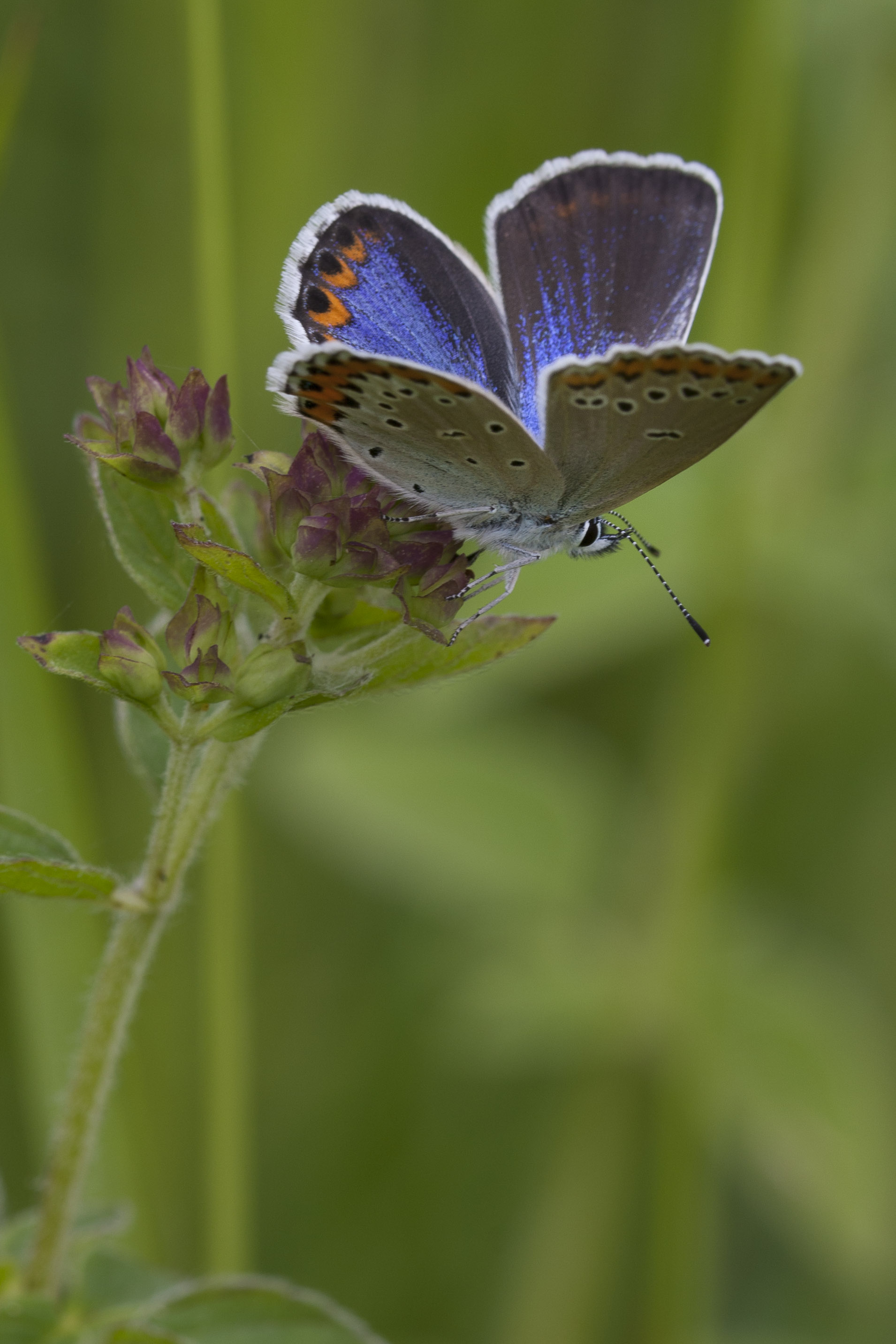 Kroonkruidblauwtje  - Plebejus argyrognomon