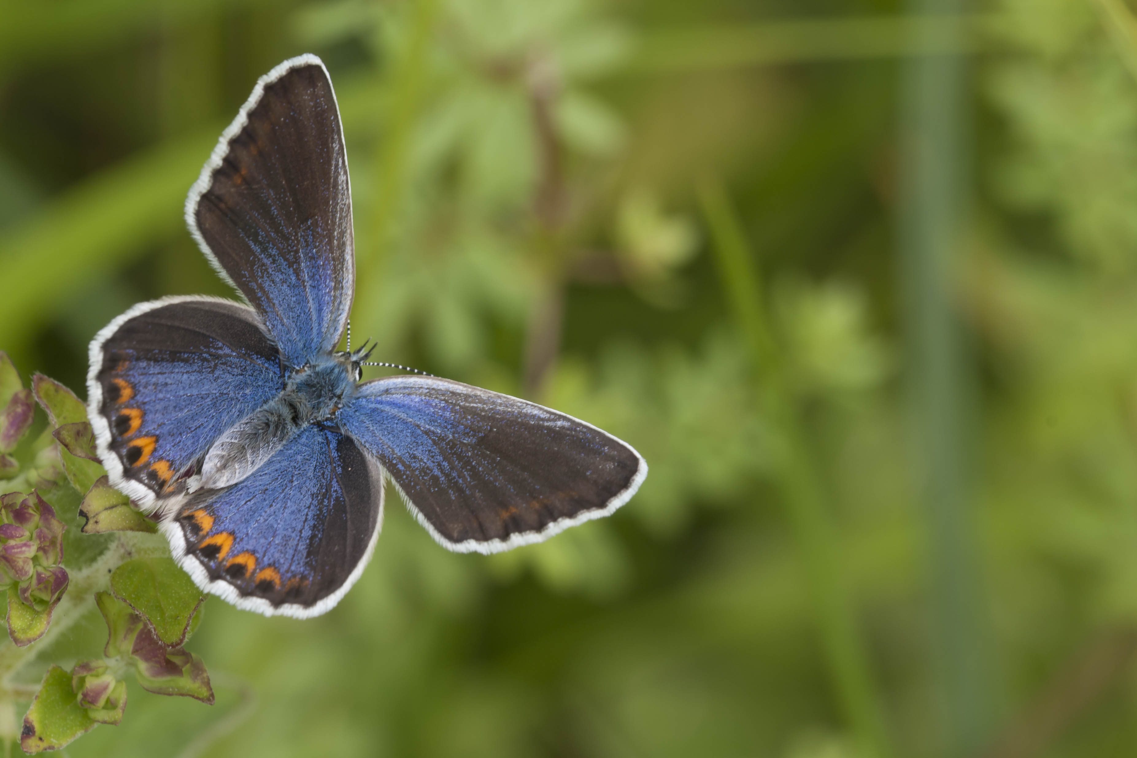 Kroonkruidblauwtje  - Plebejus argyrognomon