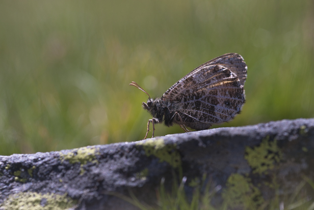 Gletsjervlinder  - Oeneis glacialis