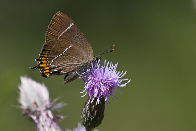 White letter Hairstreak  - Satyrium w-album