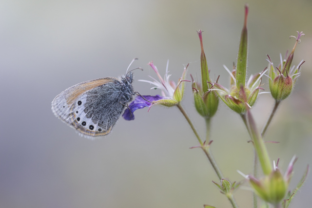 Alpine Heath  - Coenonympha gardetta