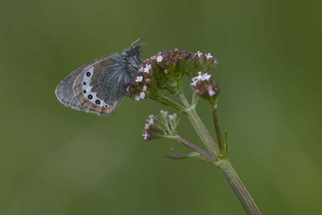 Alpenhooibeestje  - Coenonympha gardetta