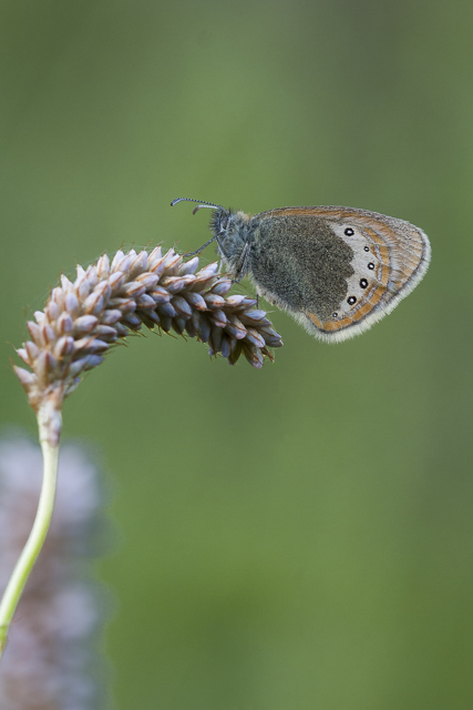 Alpine Heath  - Coenonympha gardetta