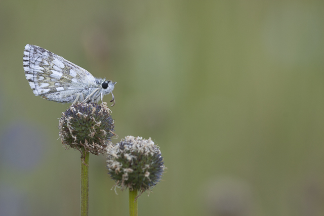 Safflower skipper  - Pyrgus carthami