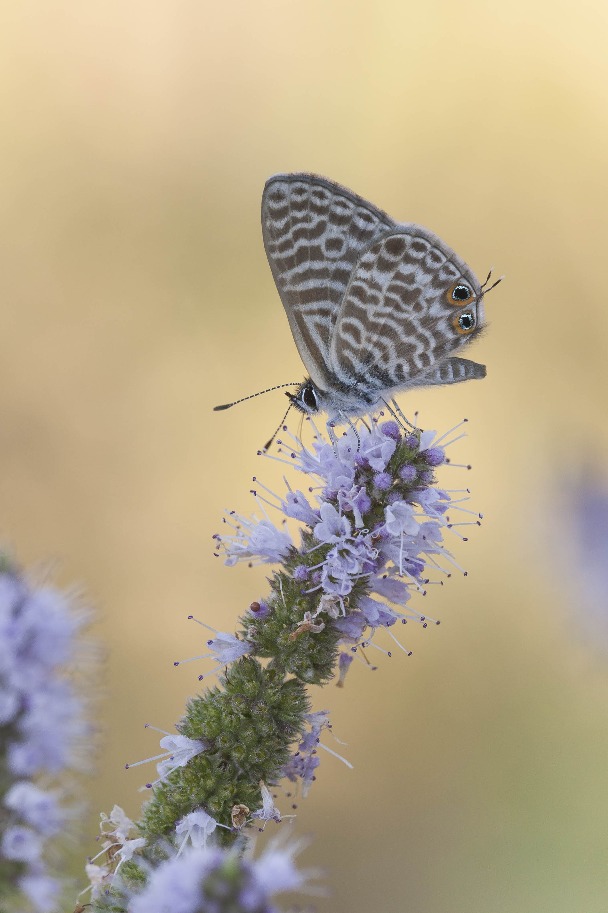 Lang's Short tailed Blue - Leptotes pirithous