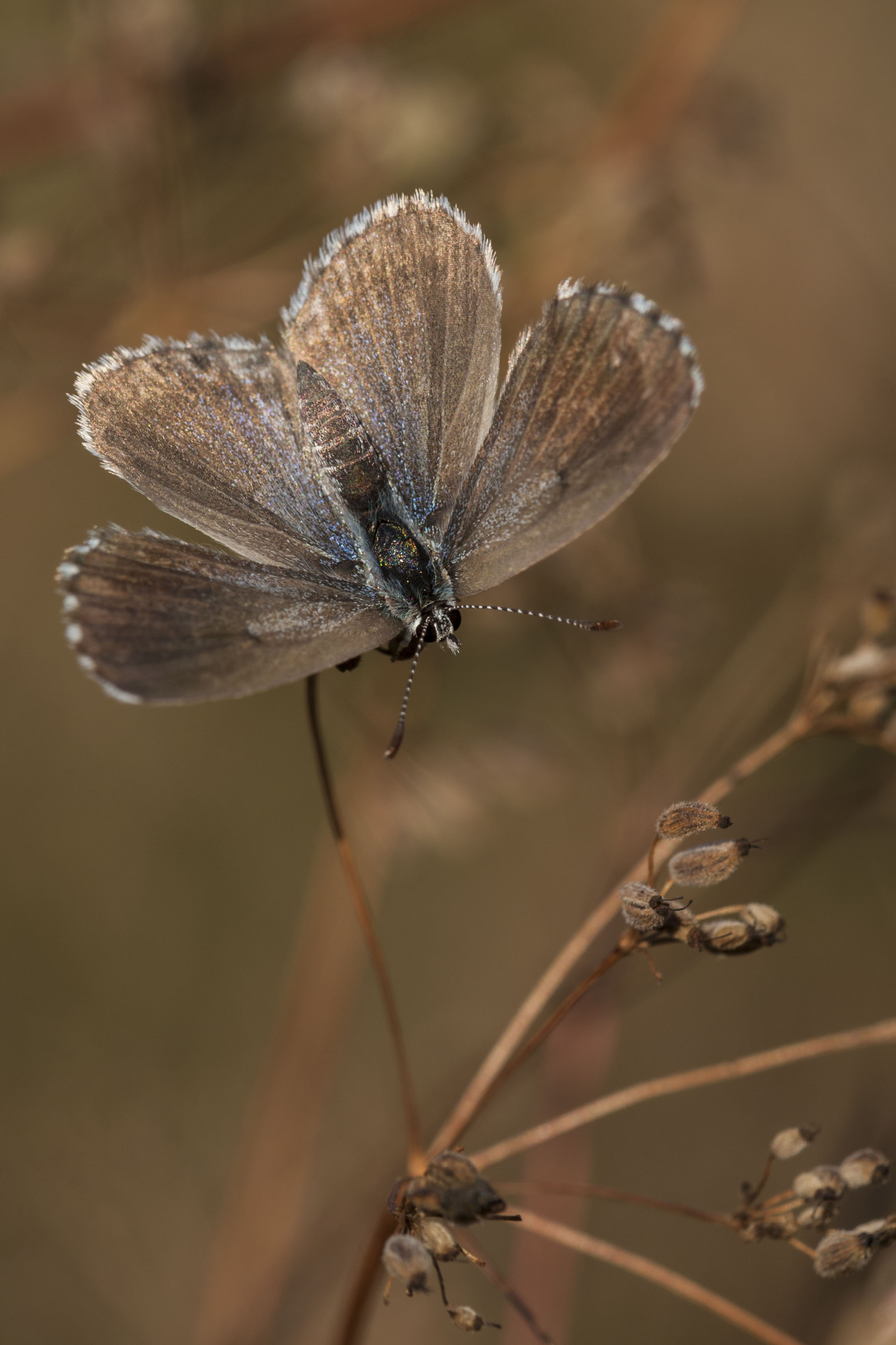 Baton Blue  - Pseudophilotes baton