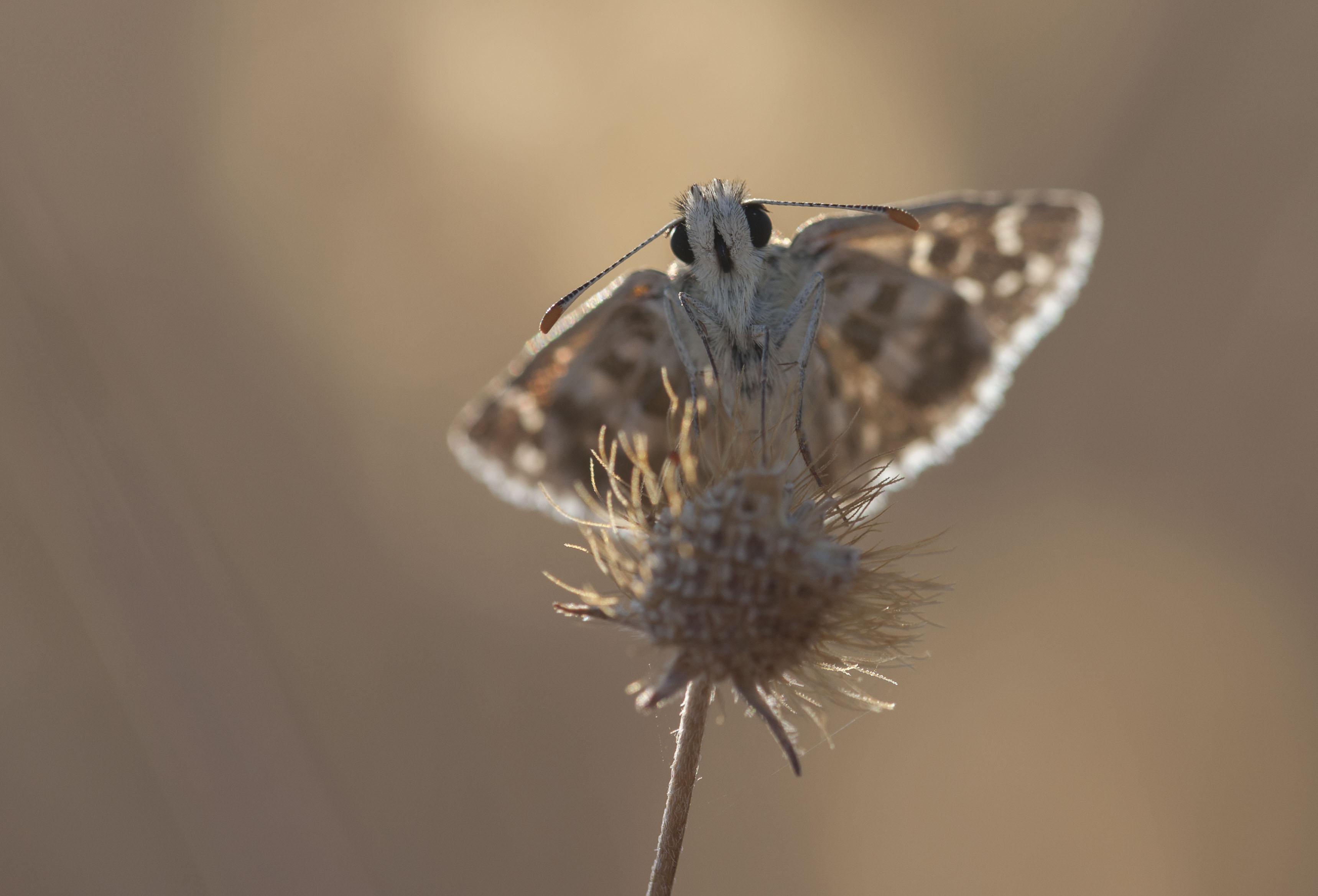 Oberthuer's Grizzled Skipper 