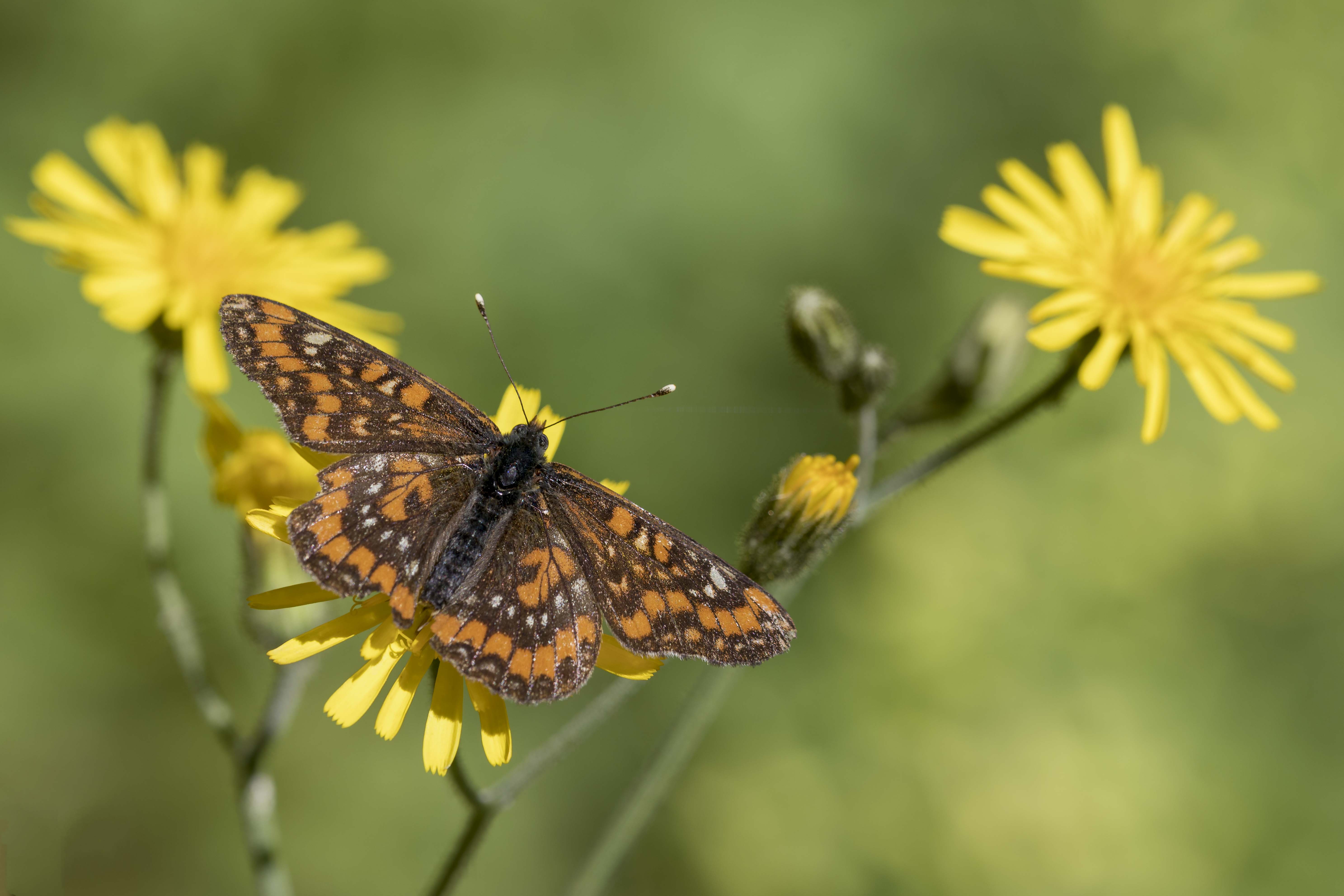  Scarce fritillary 