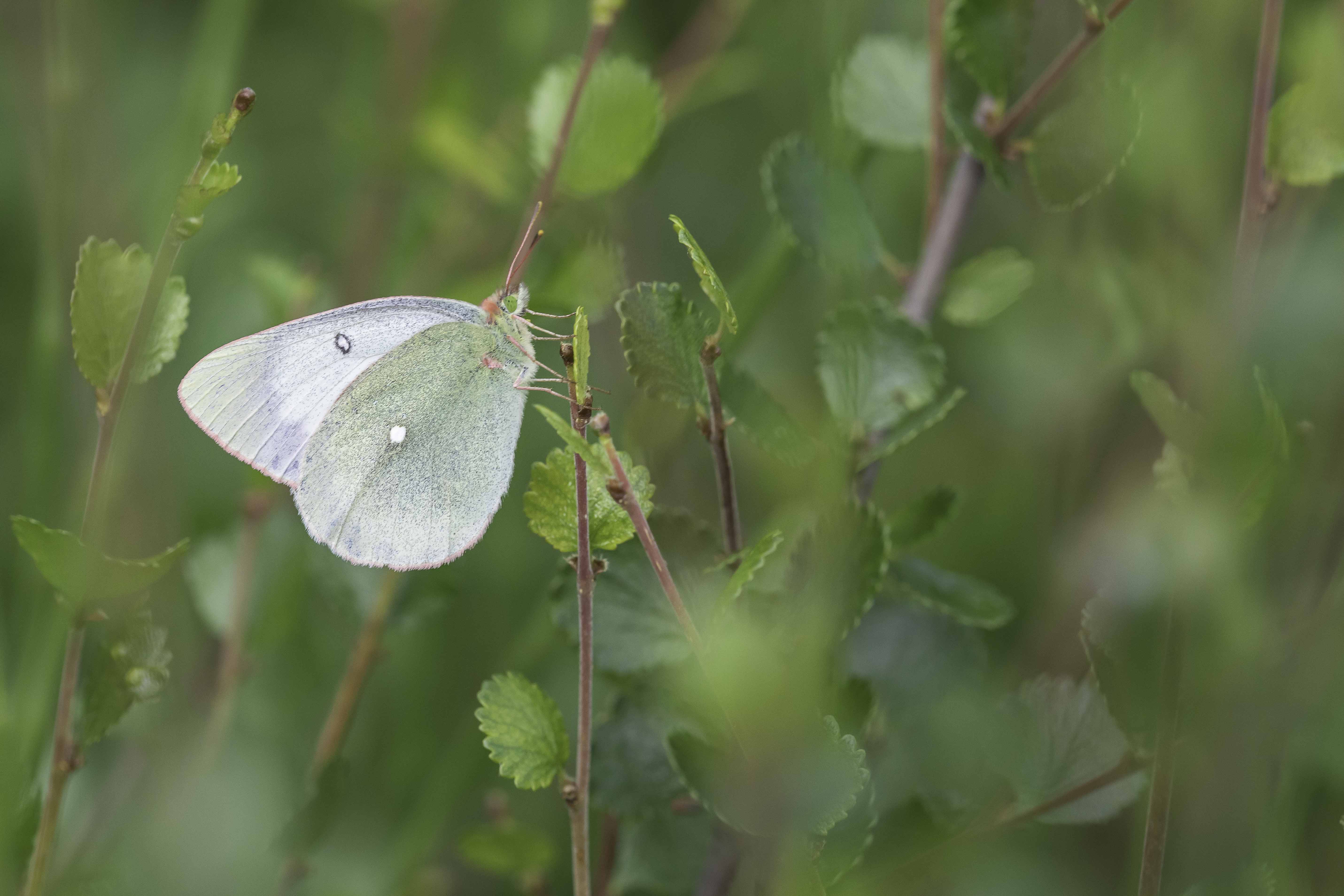 Moorland Clouded yellow  - Colias palaeno