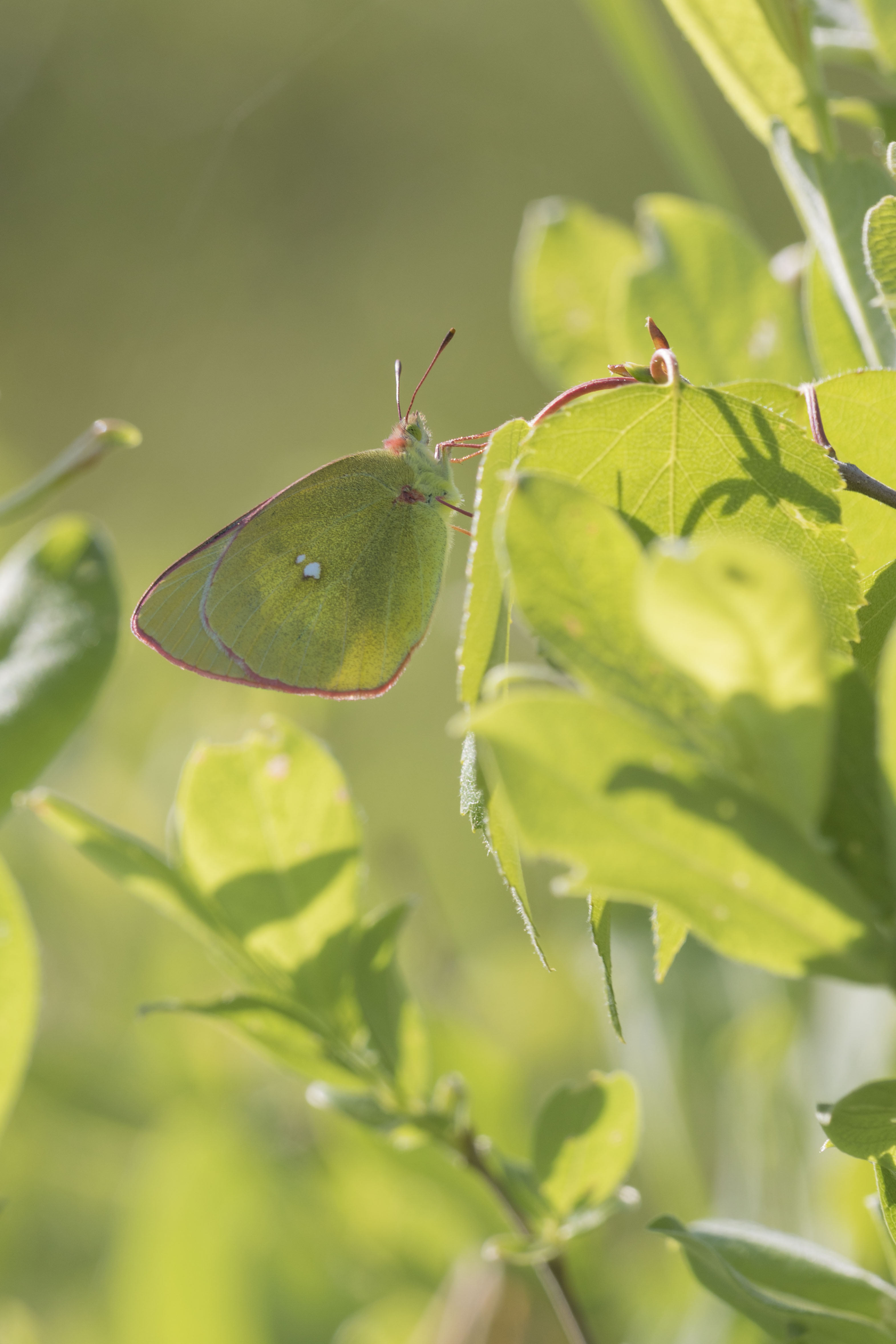 Moorland Clouded yellow 