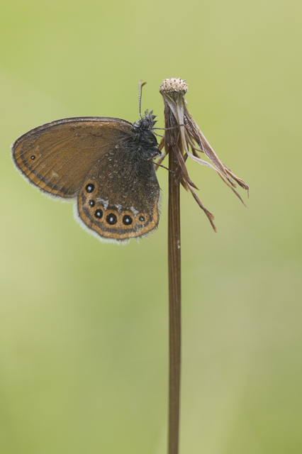 Zilverstreephooibeestje  - Coenonympha hero